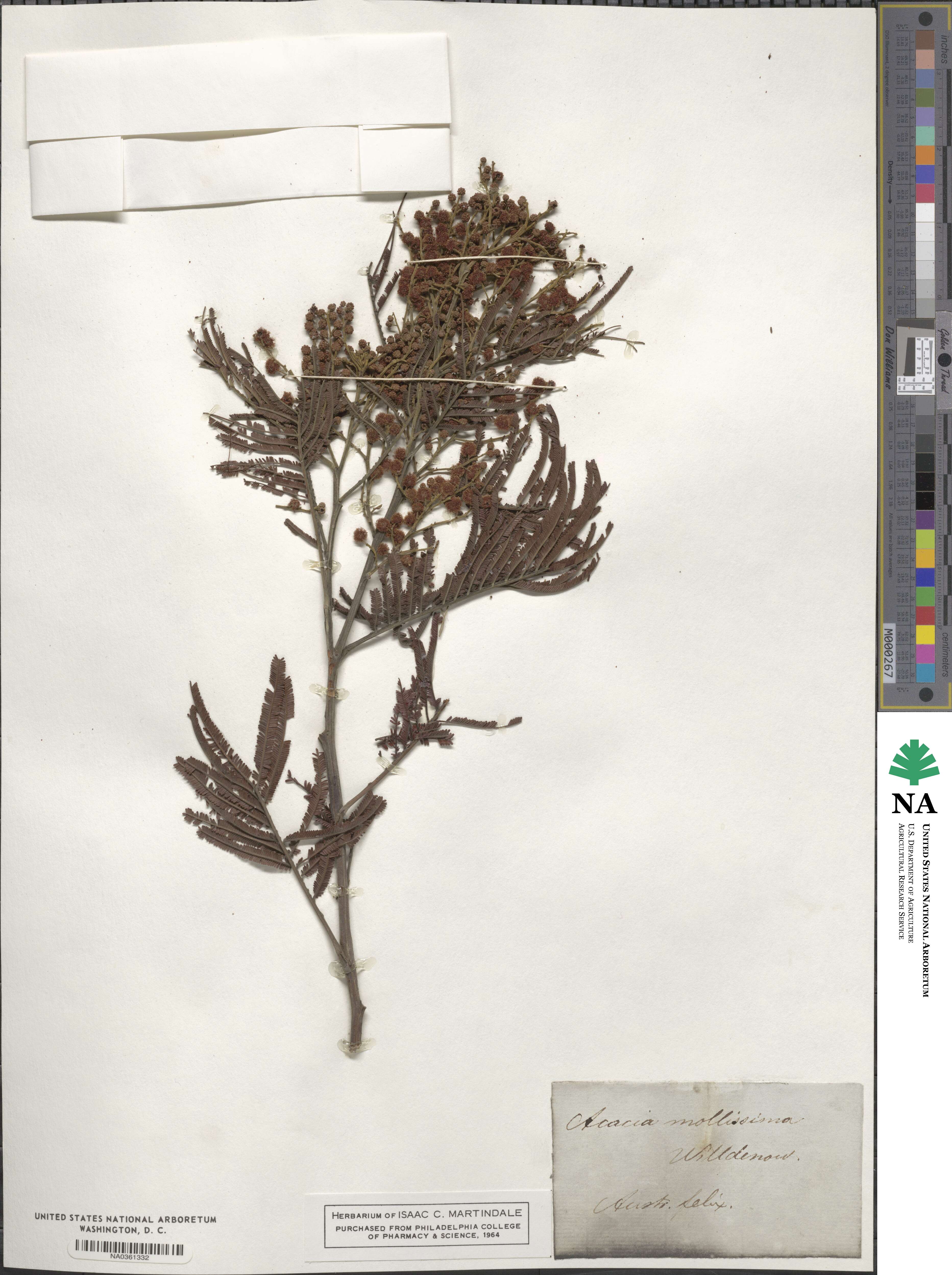 Acacia mollissima image
