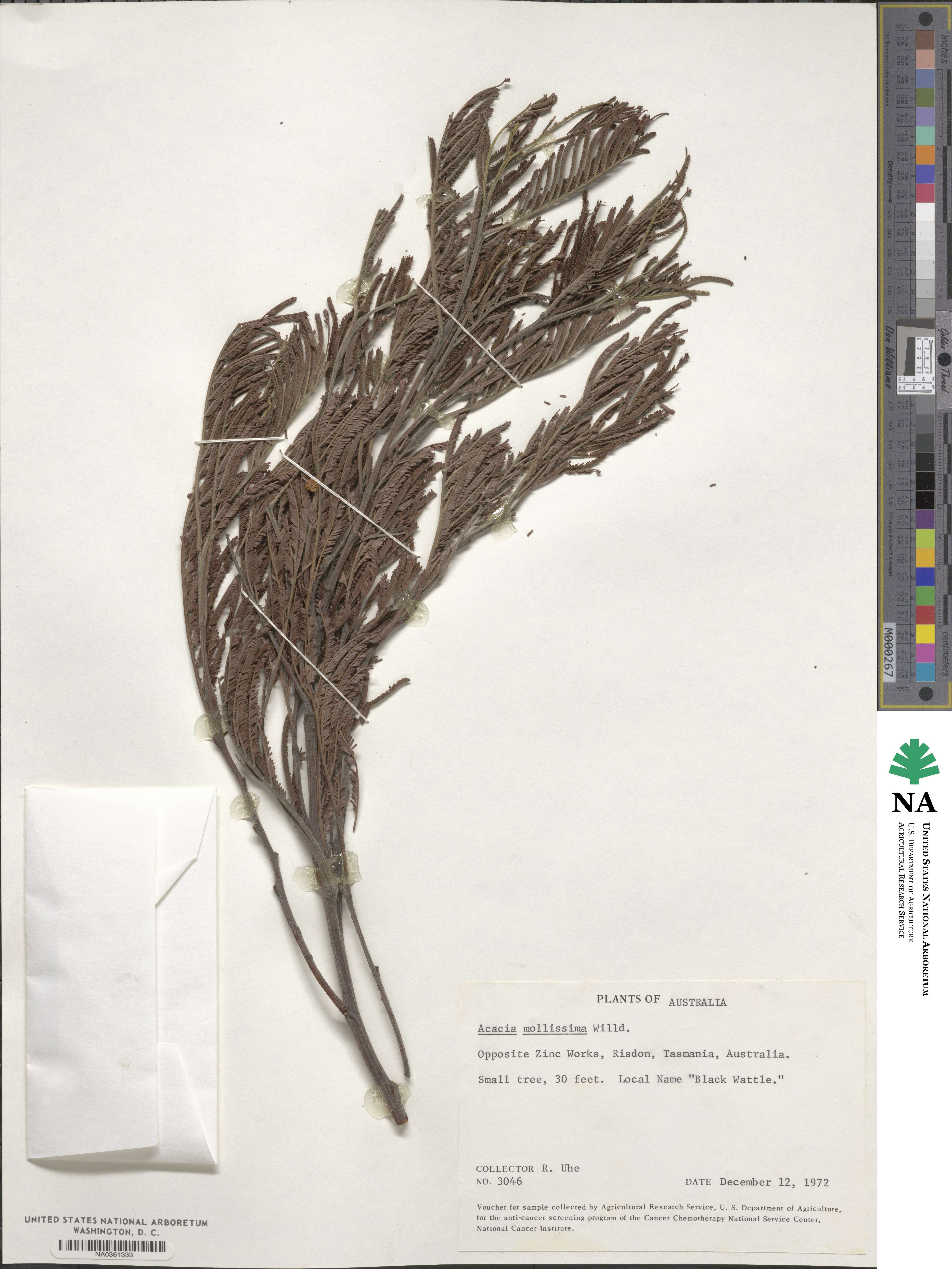 Acacia mollissima image