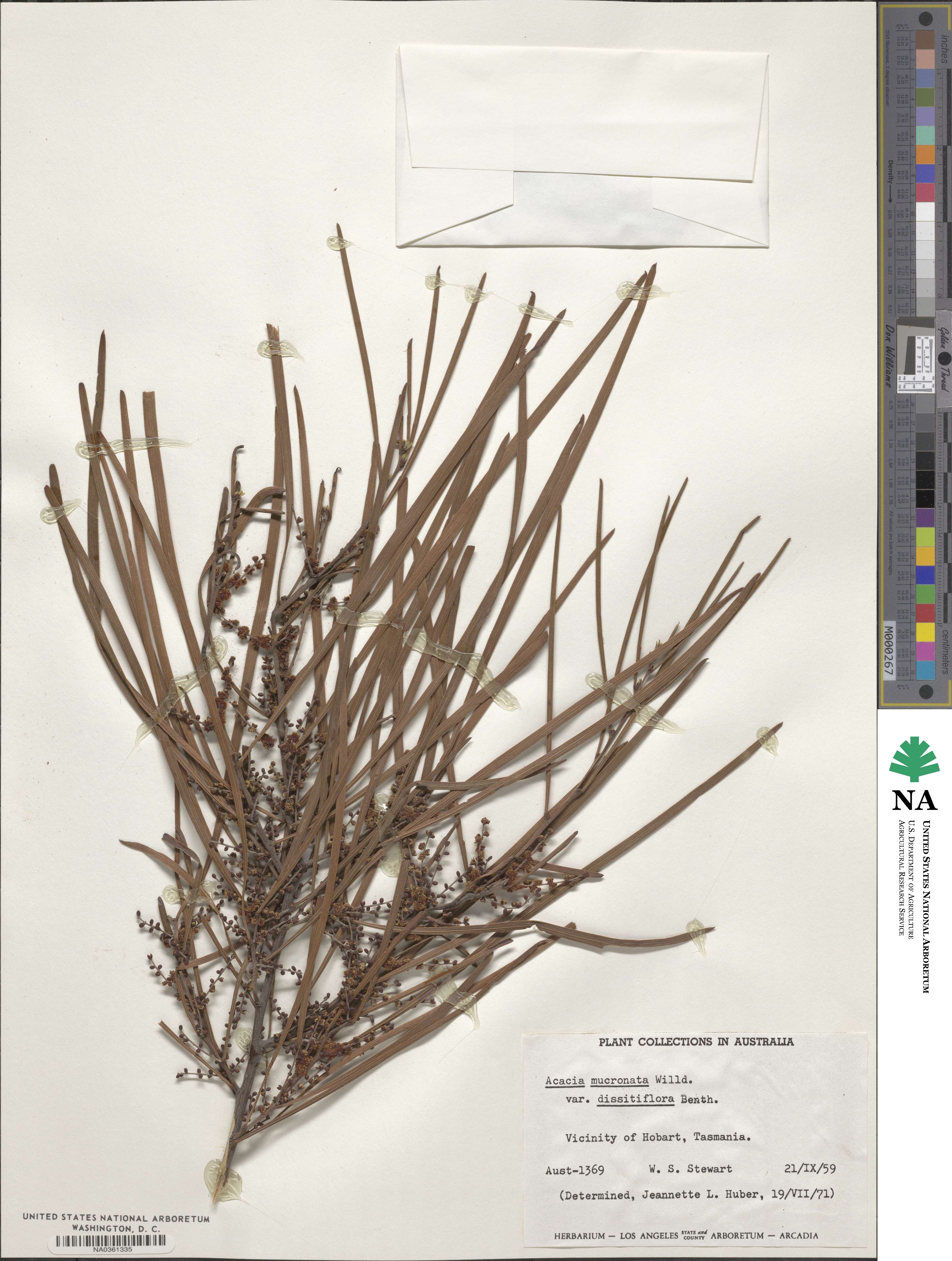 Acacia mucronata image
