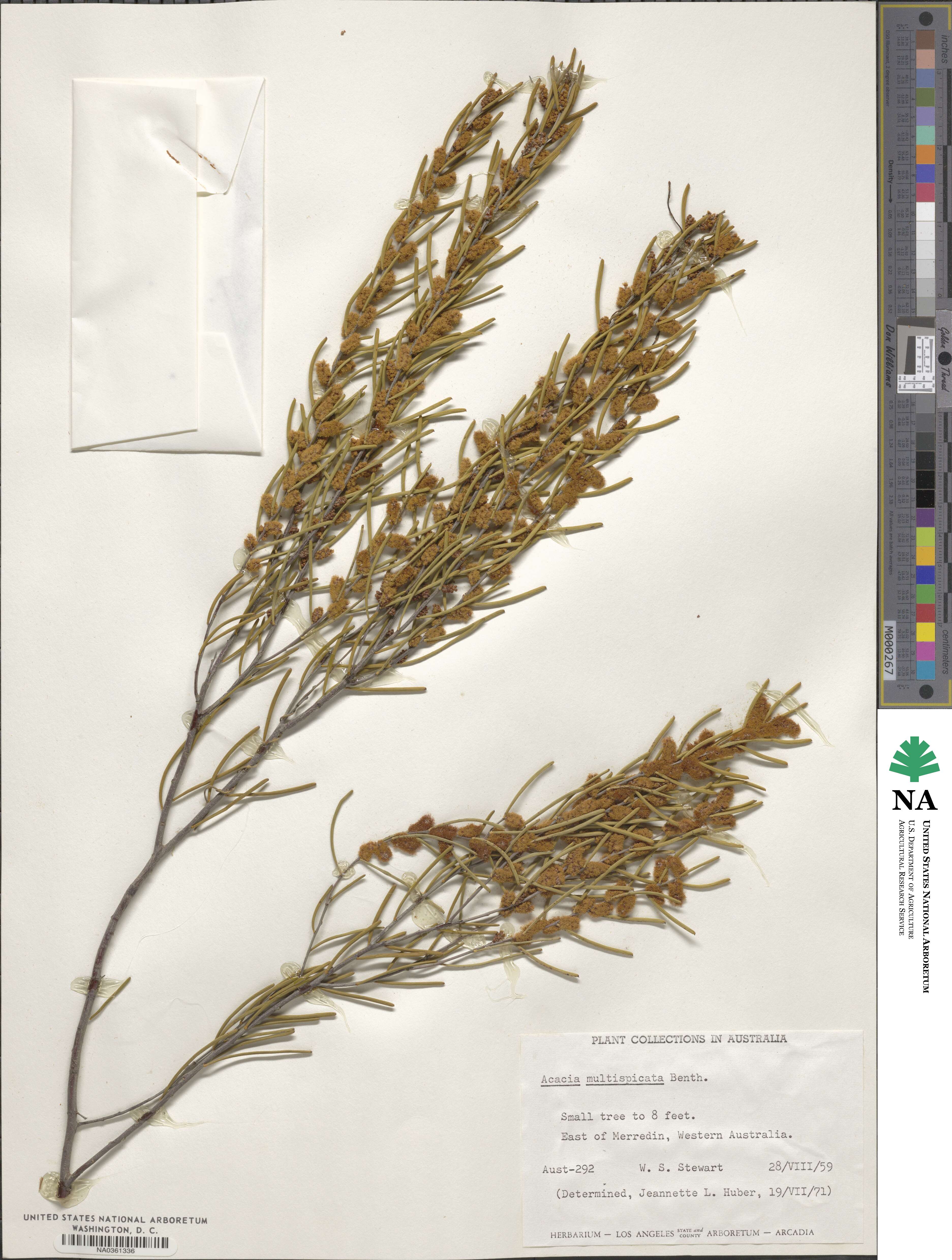 Acacia multispicata image
