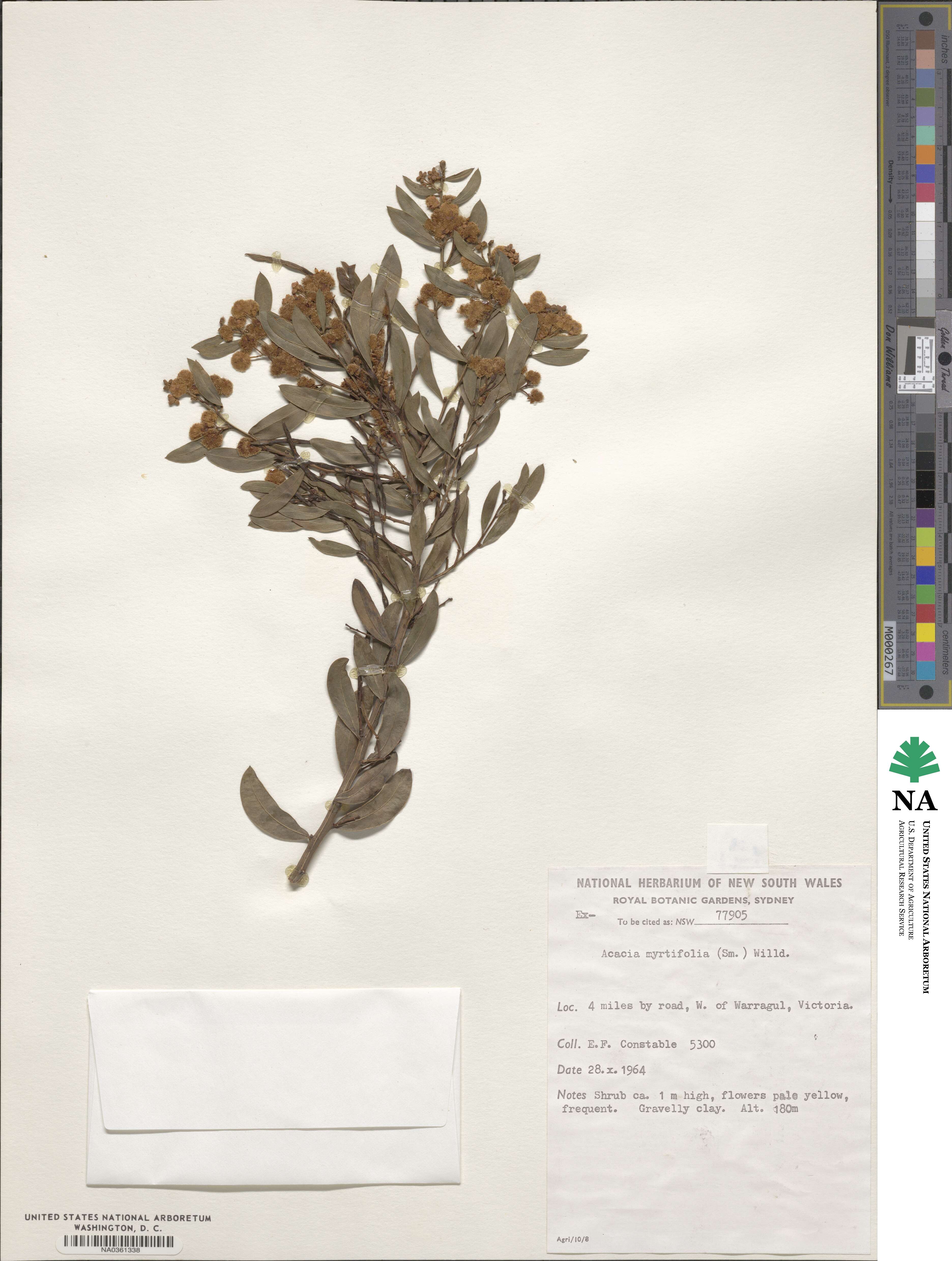 Acacia myrtifolia image