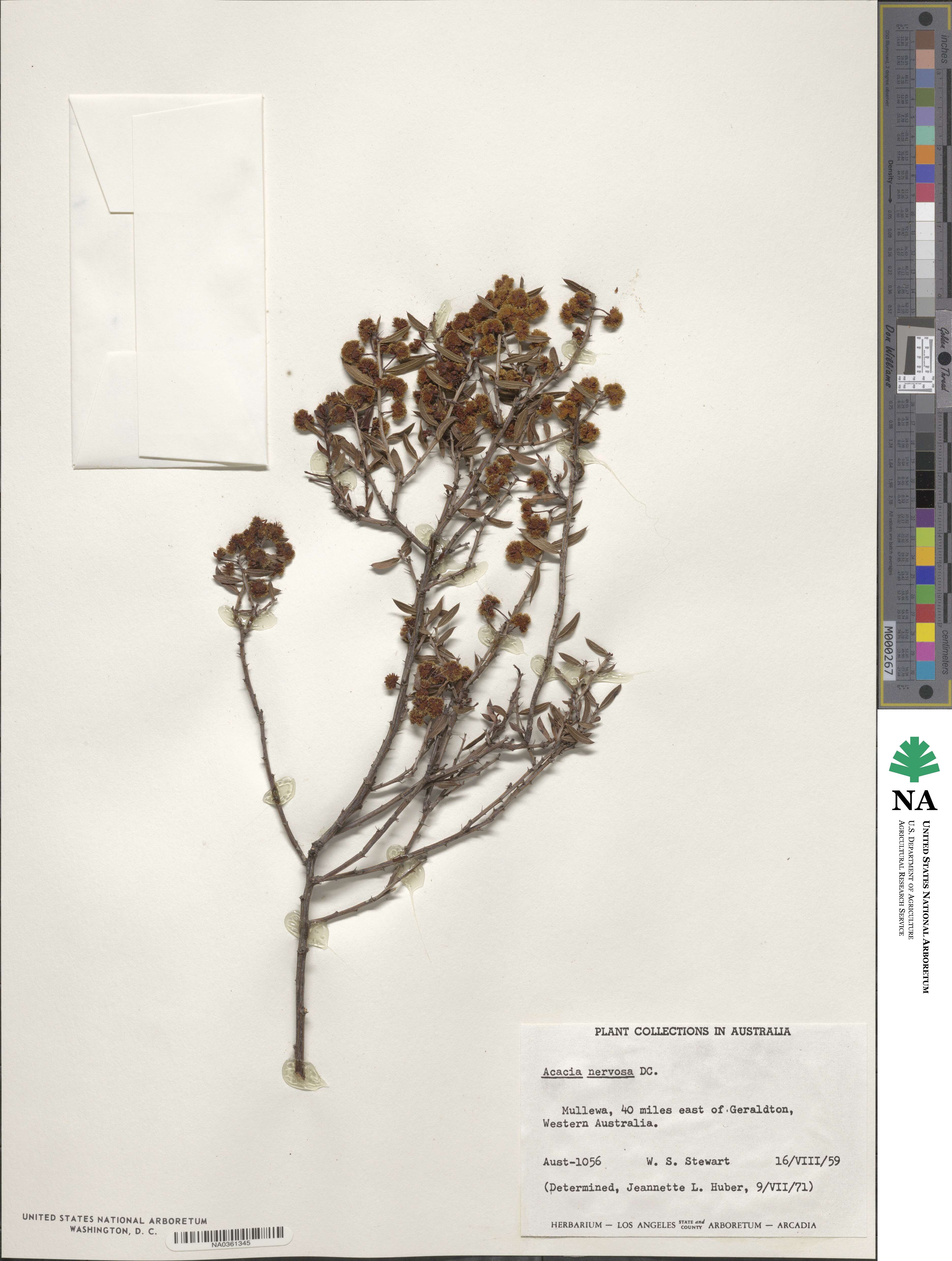 Acacia nervosa image