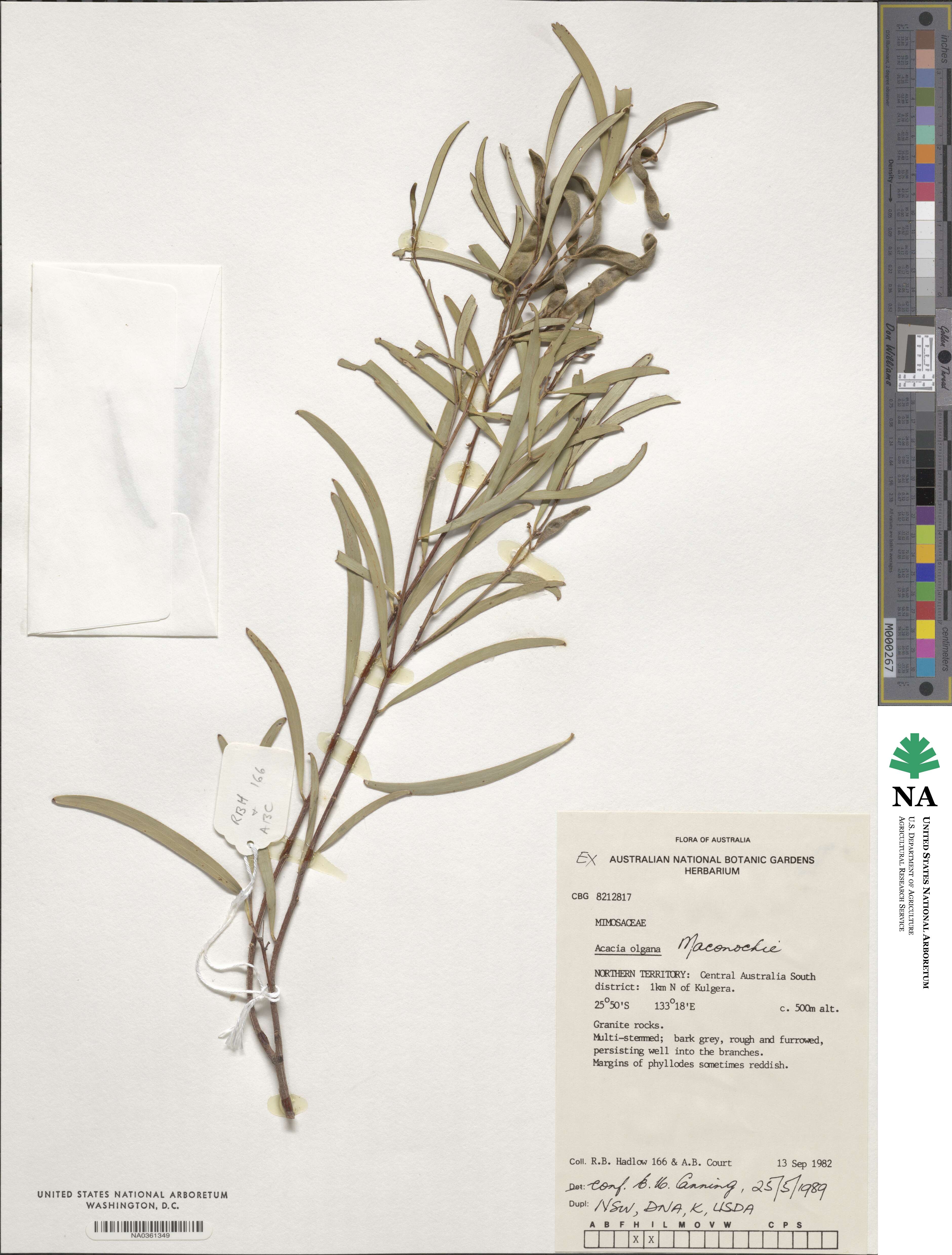 Acacia olgana image