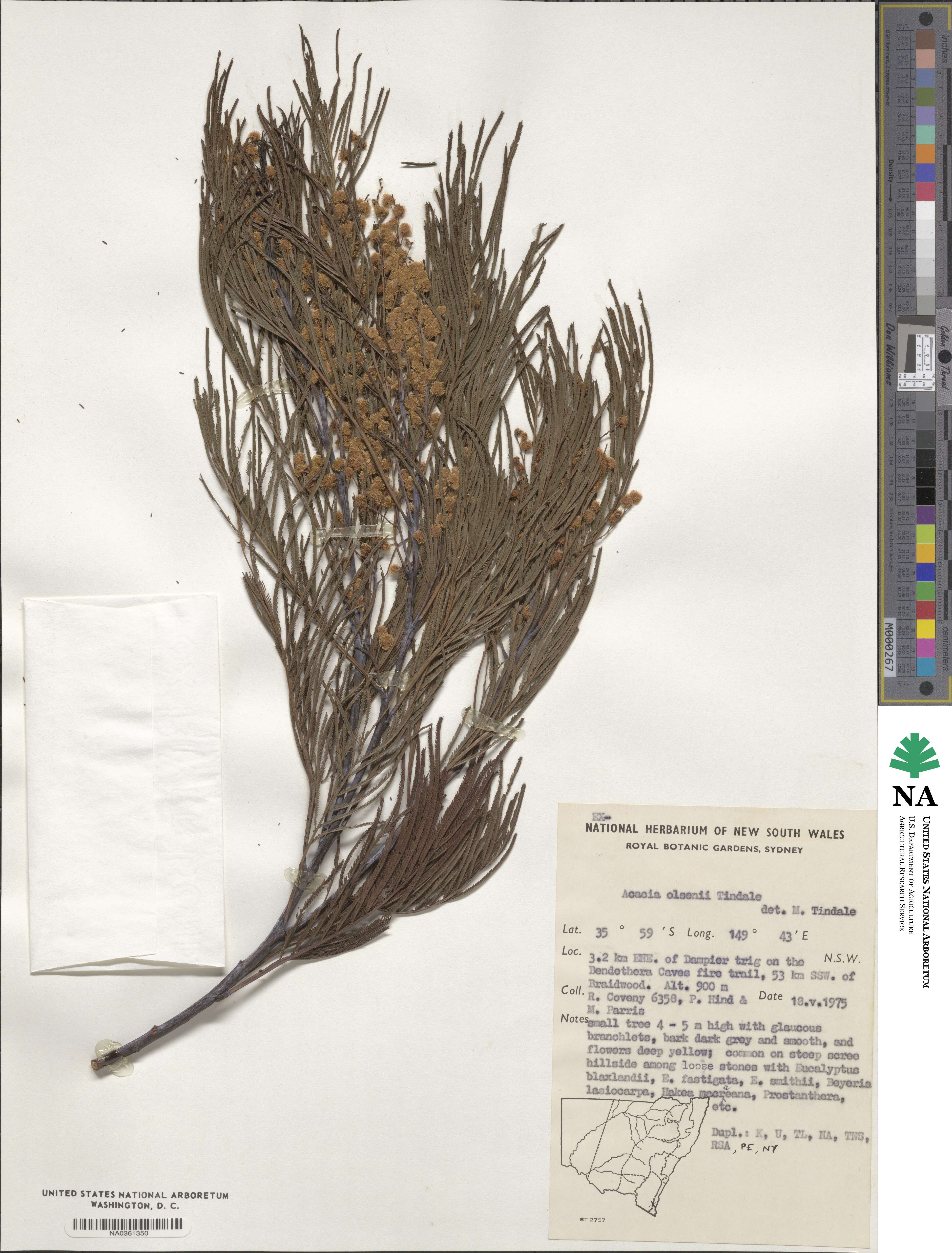 Acacia olsenii image