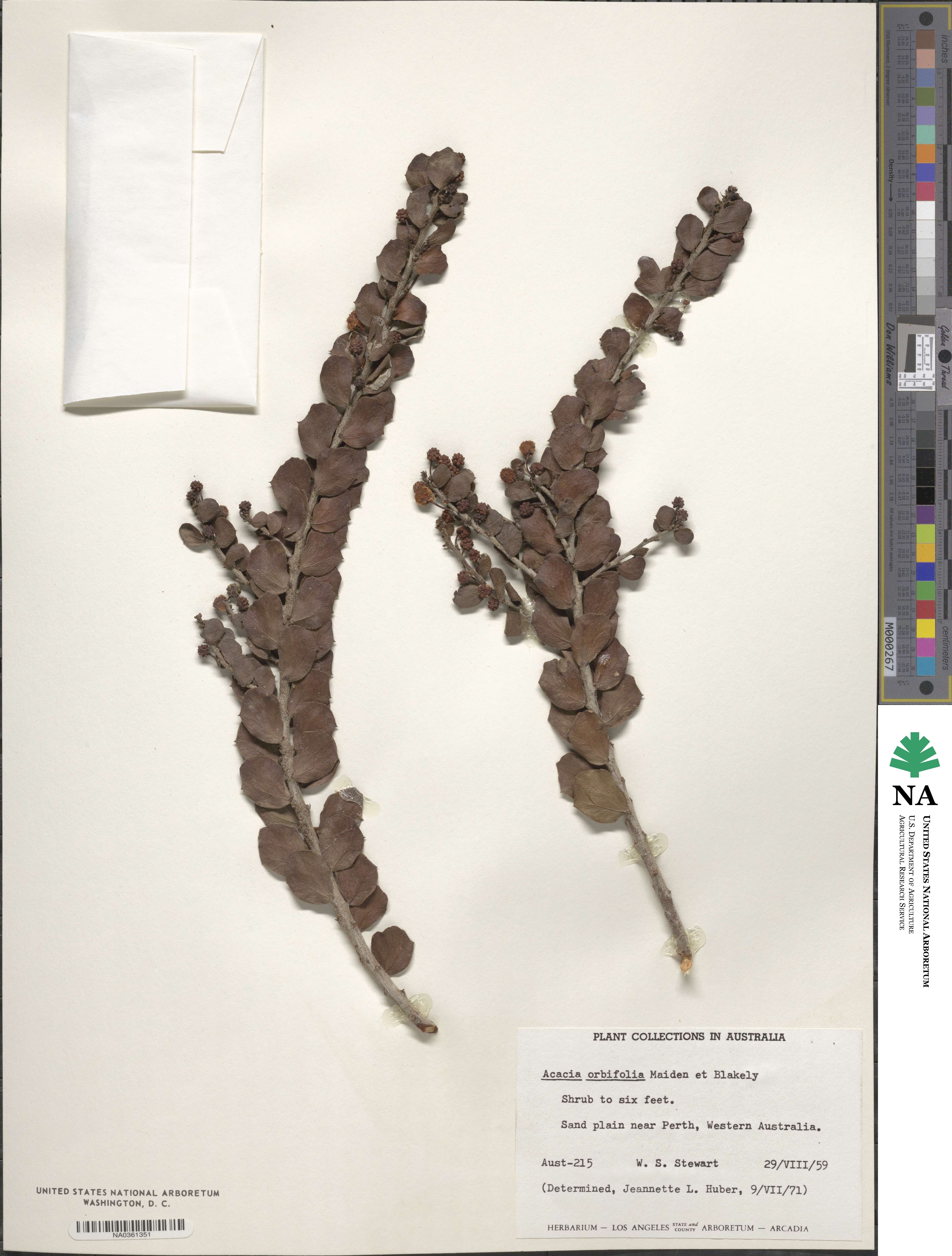 Acacia orbifolia image