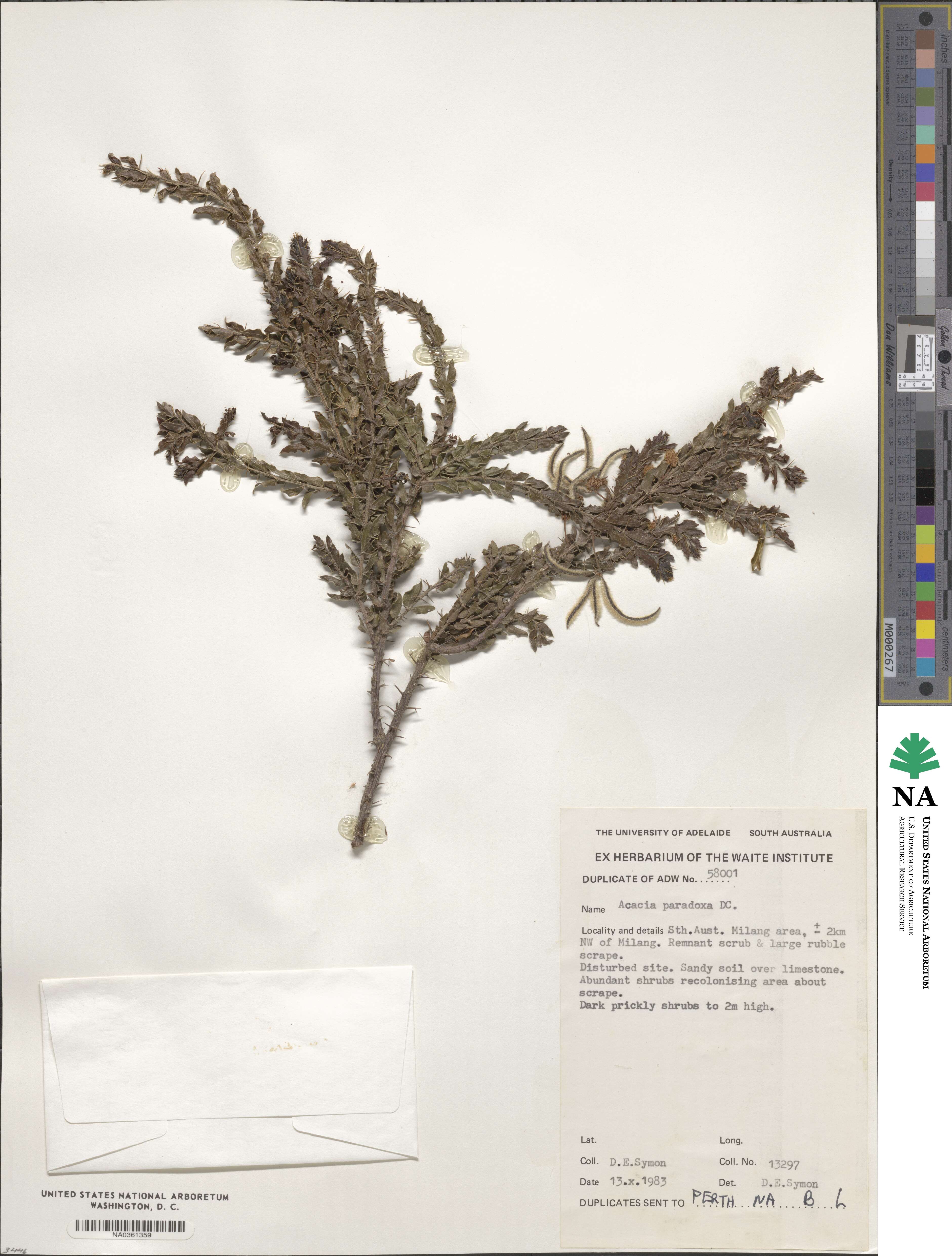 Acacia paradoxa image