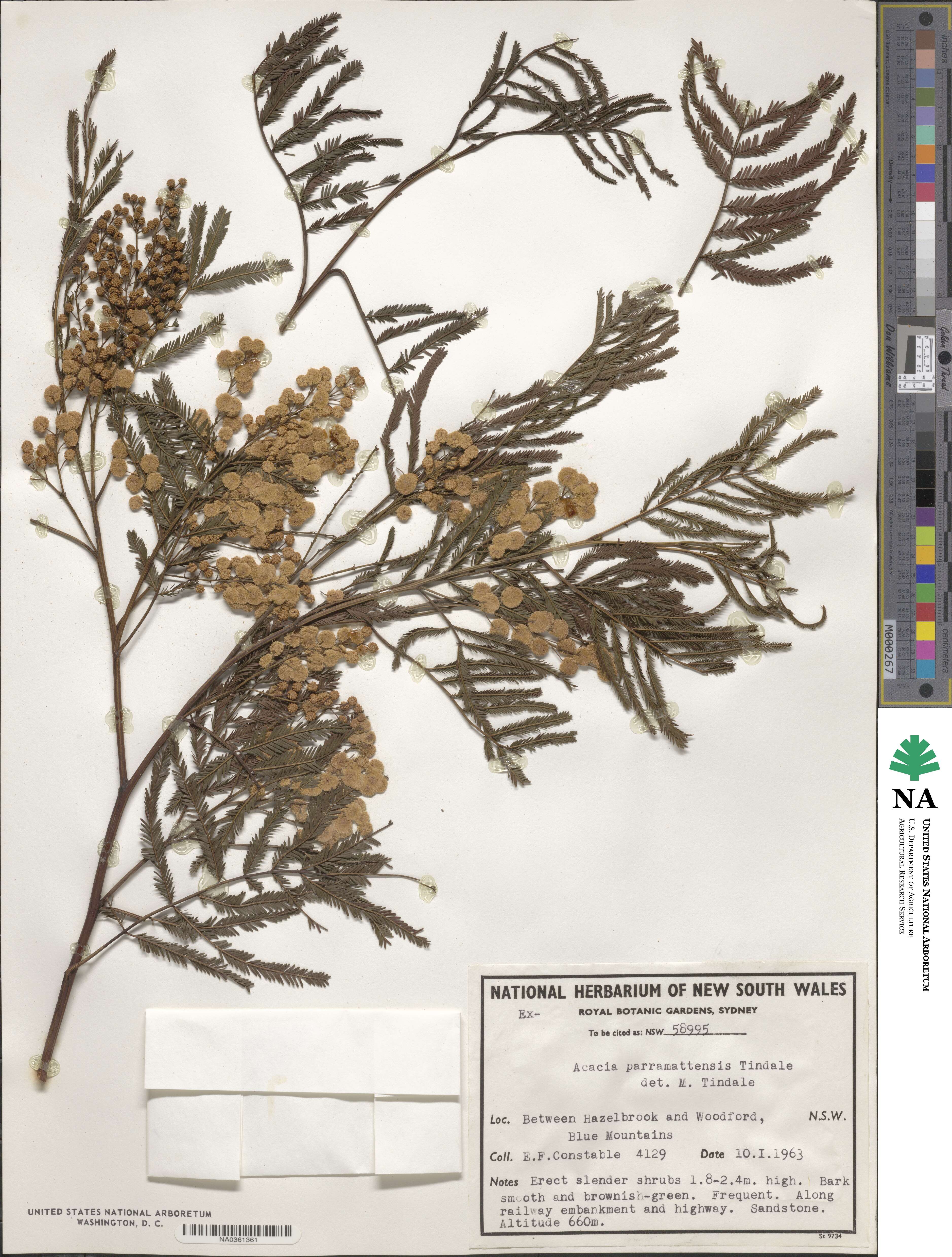 Acacia parramattensis image