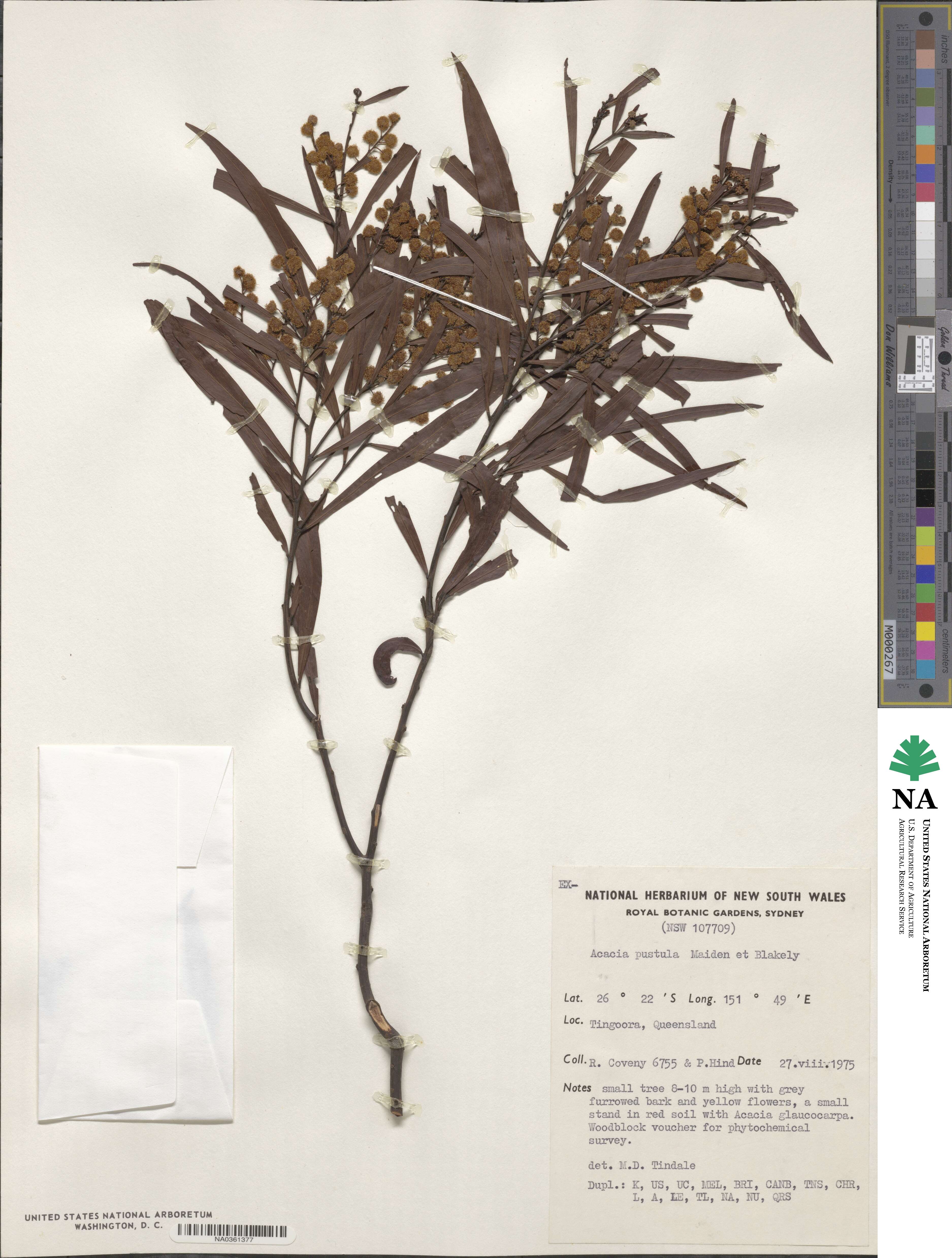 Acacia pustula image