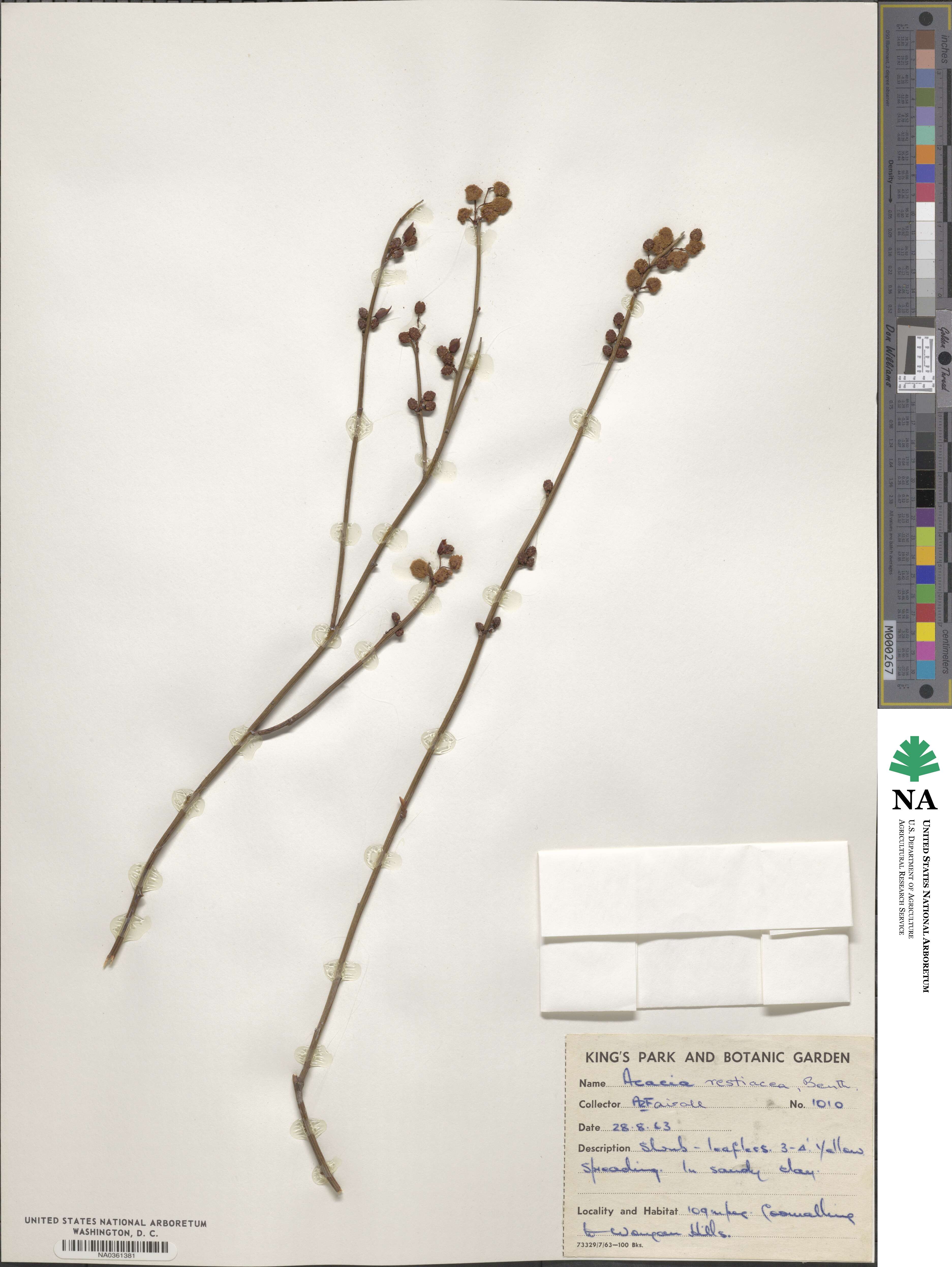 Acacia restiacea image