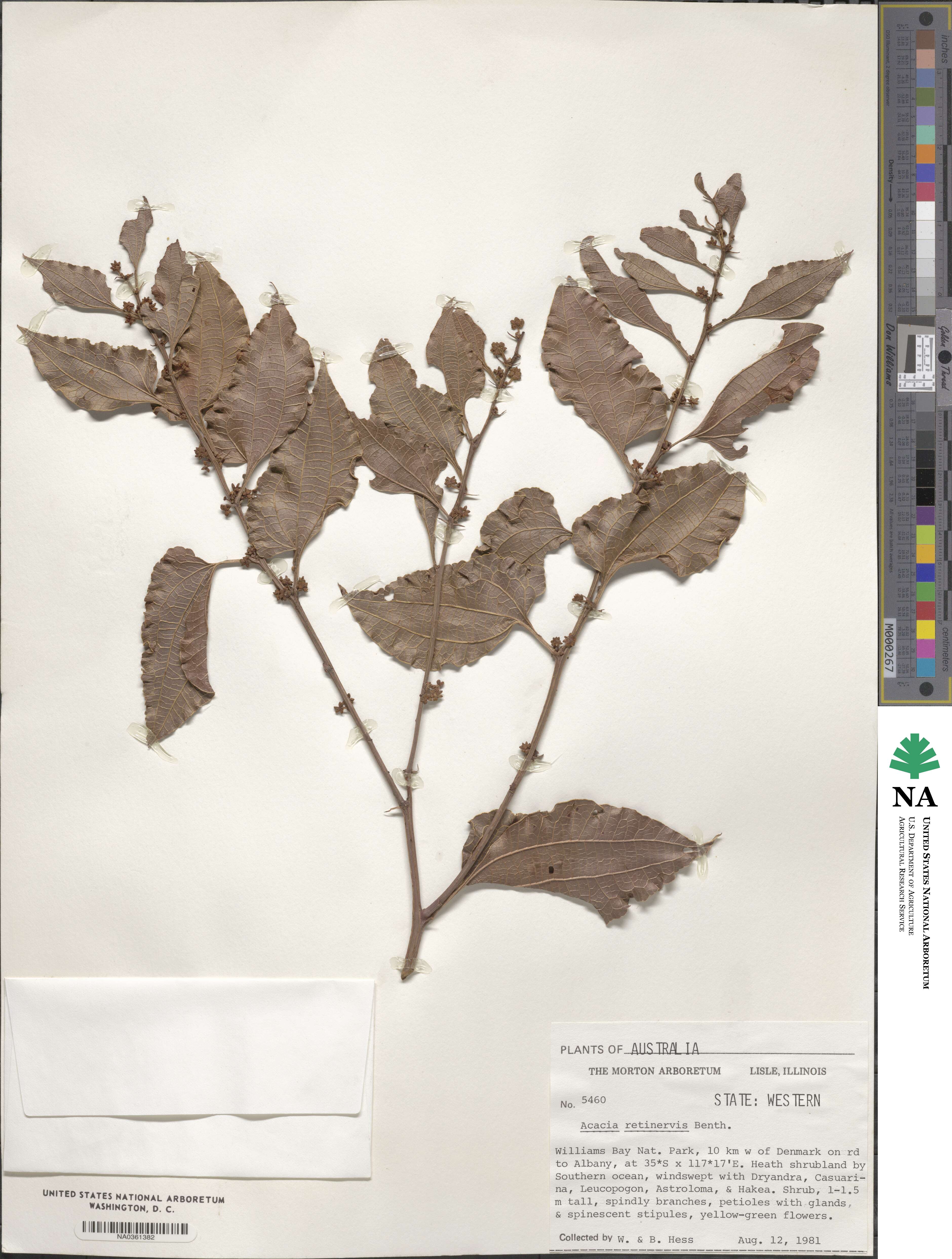 Acacia retinervis image