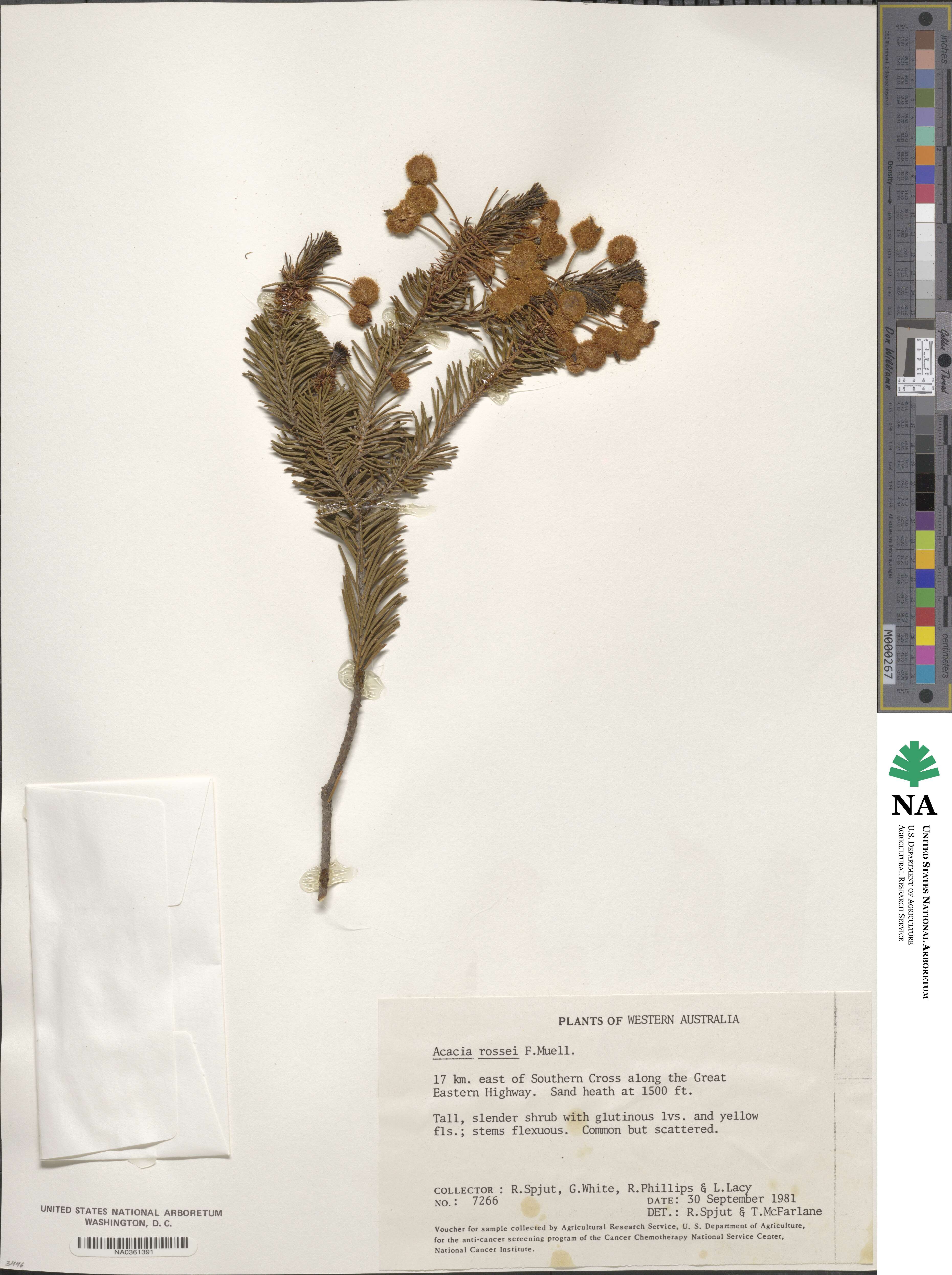 Acacia rossei image
