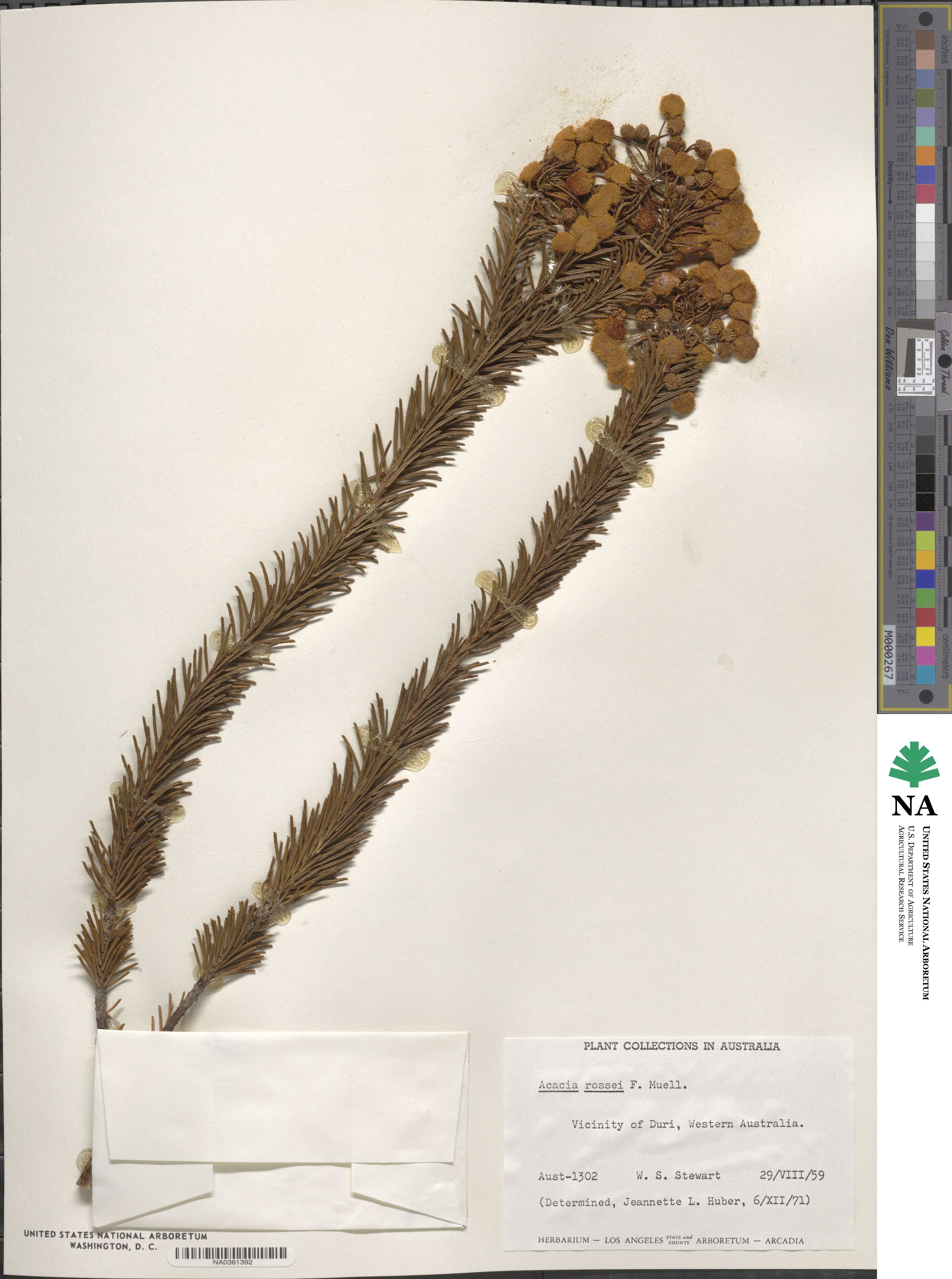 Acacia rossei image