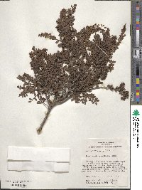 Acacia acinacea image