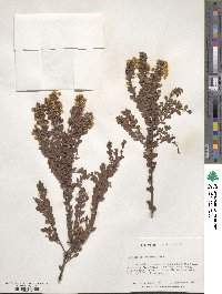 Acacia acinacea image