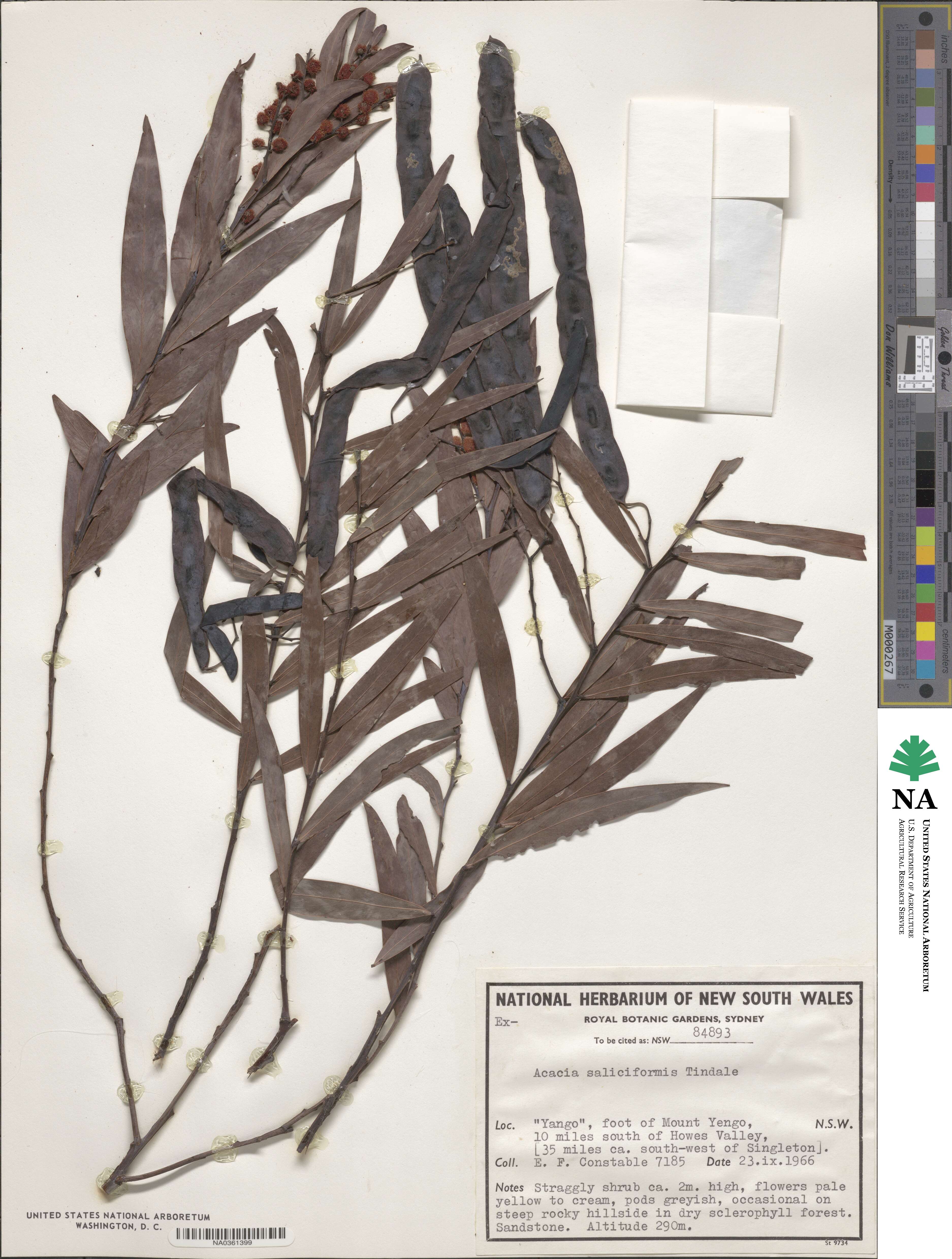 Acacia saliciformis image