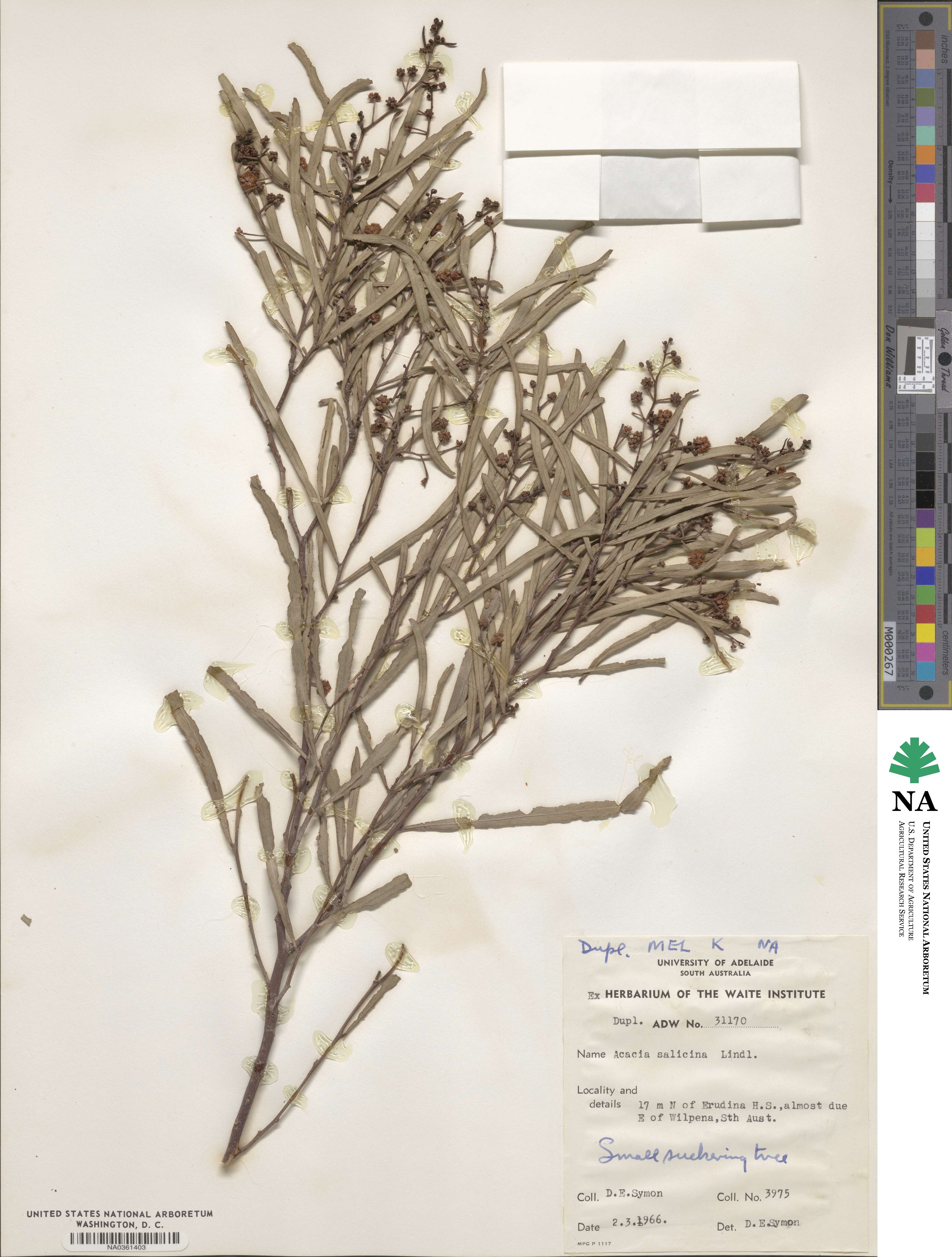 Acacia salicina image