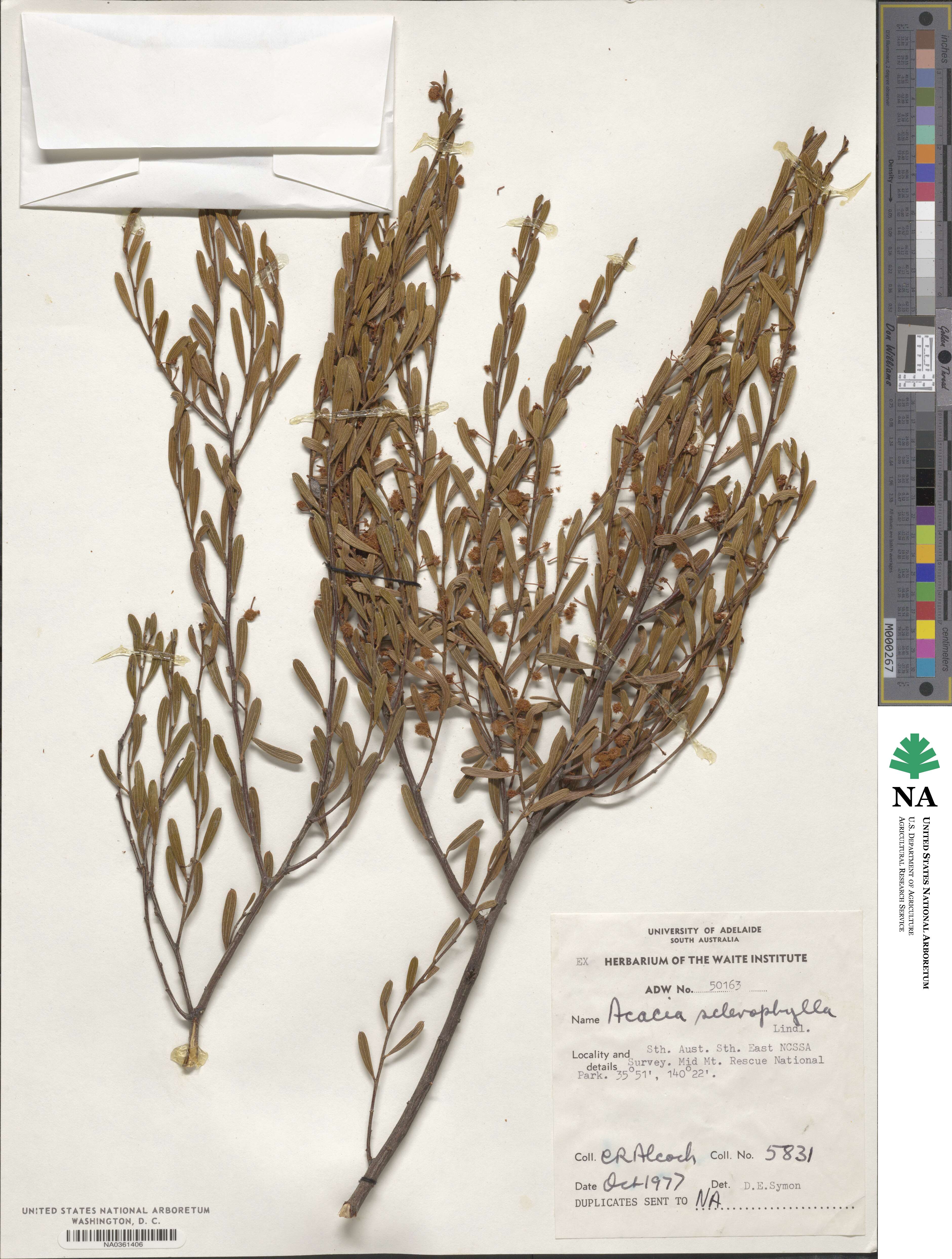 Acacia sclerophylla image
