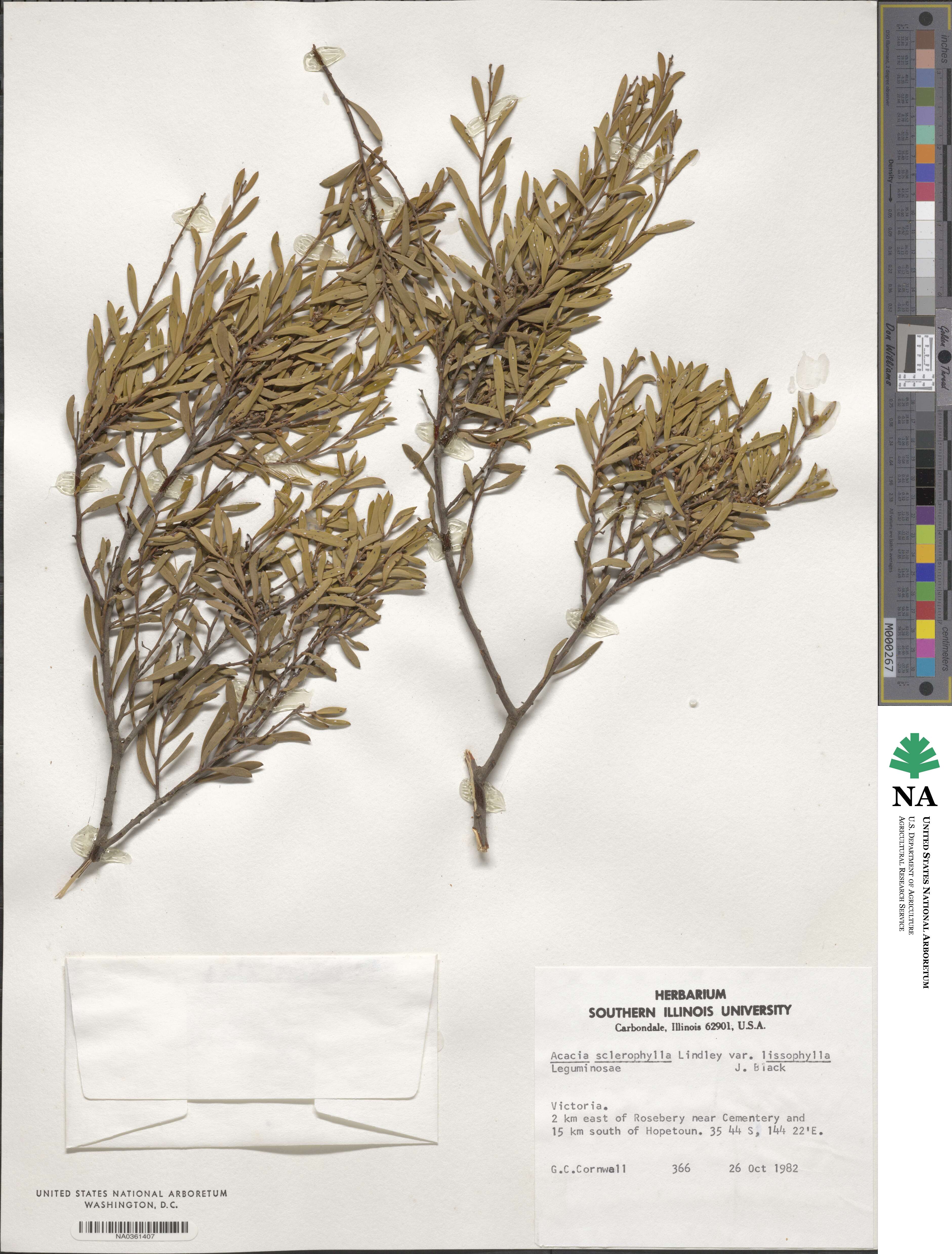 Acacia ancistrophylla image