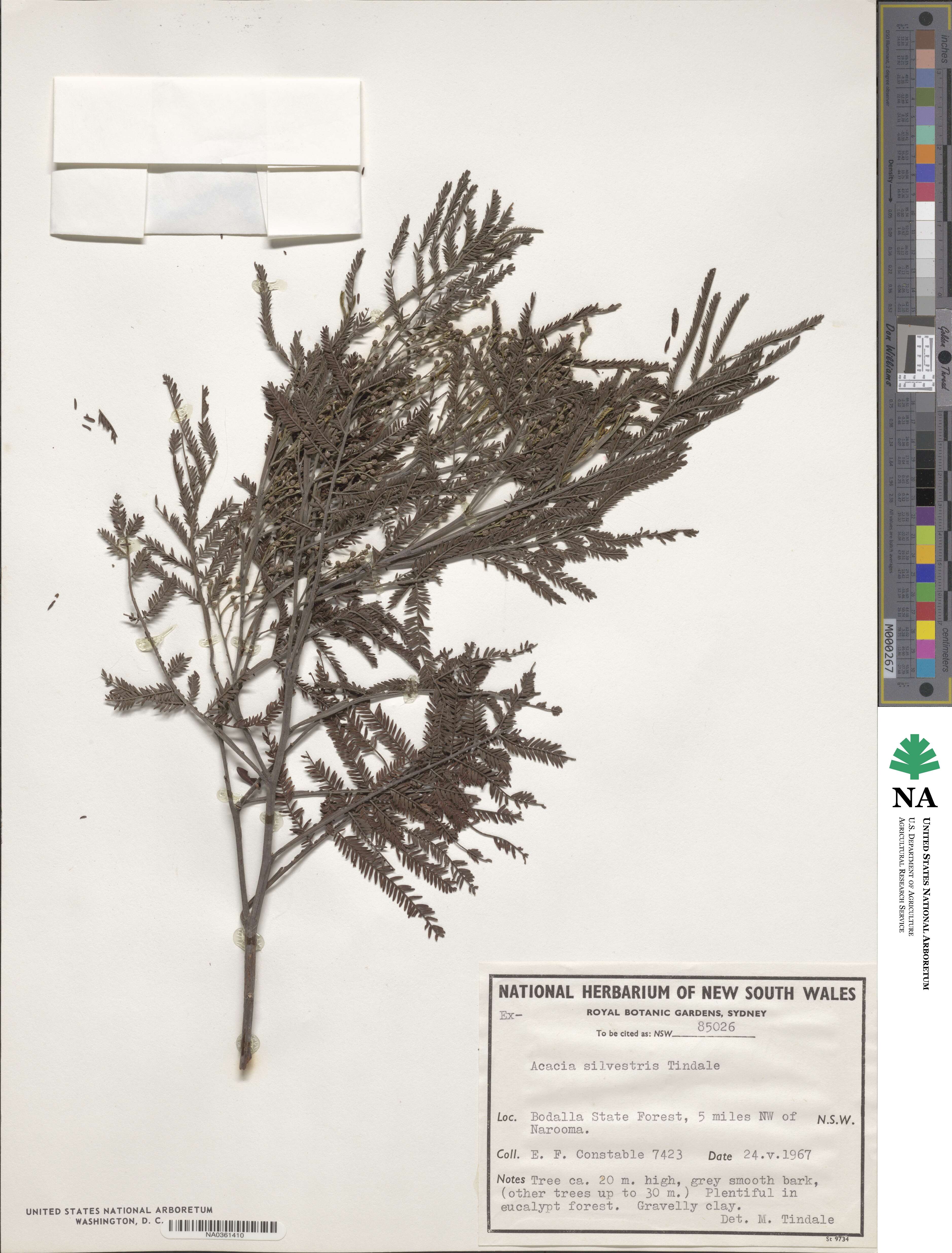 Acacia silvestris image