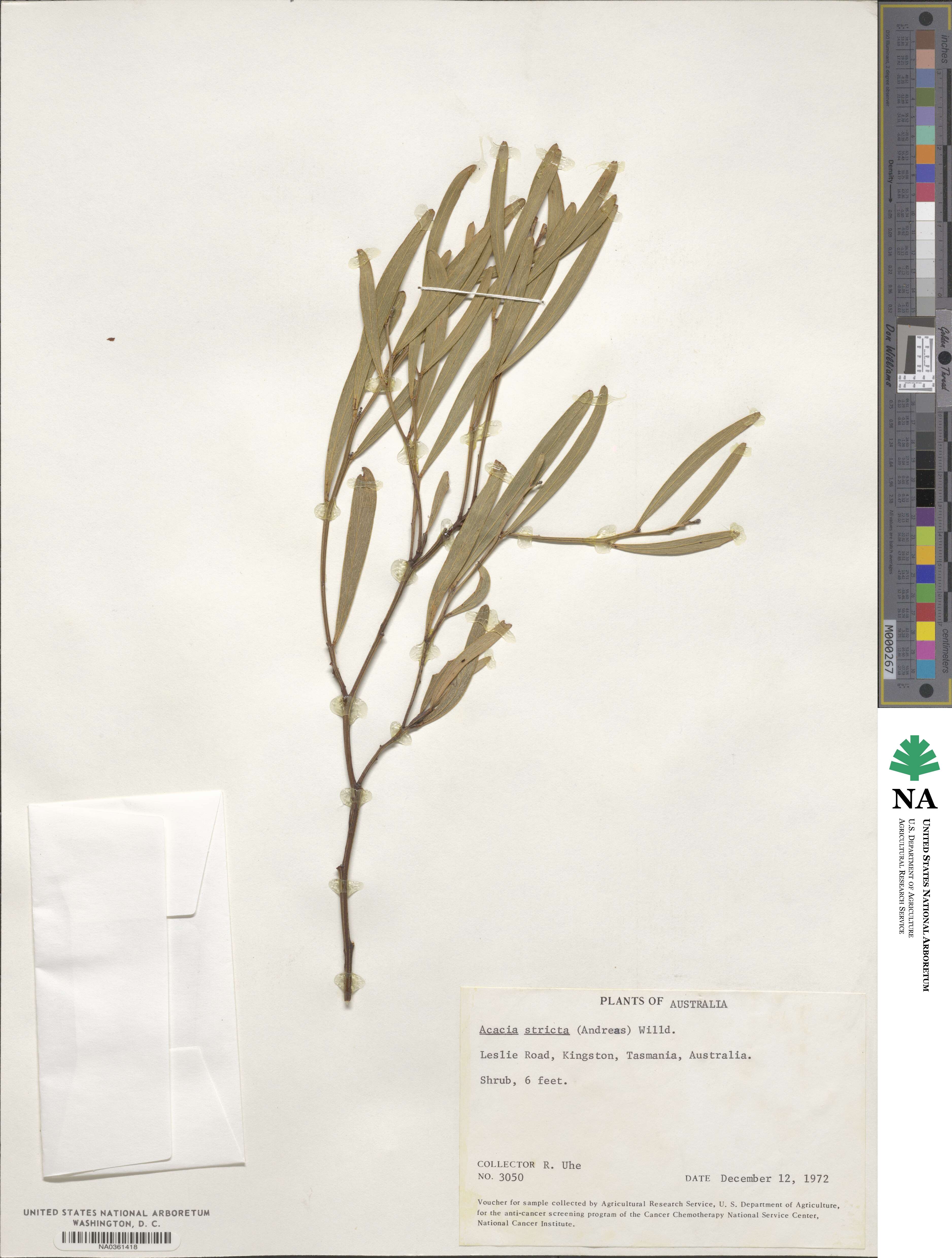 Acacia stricta image