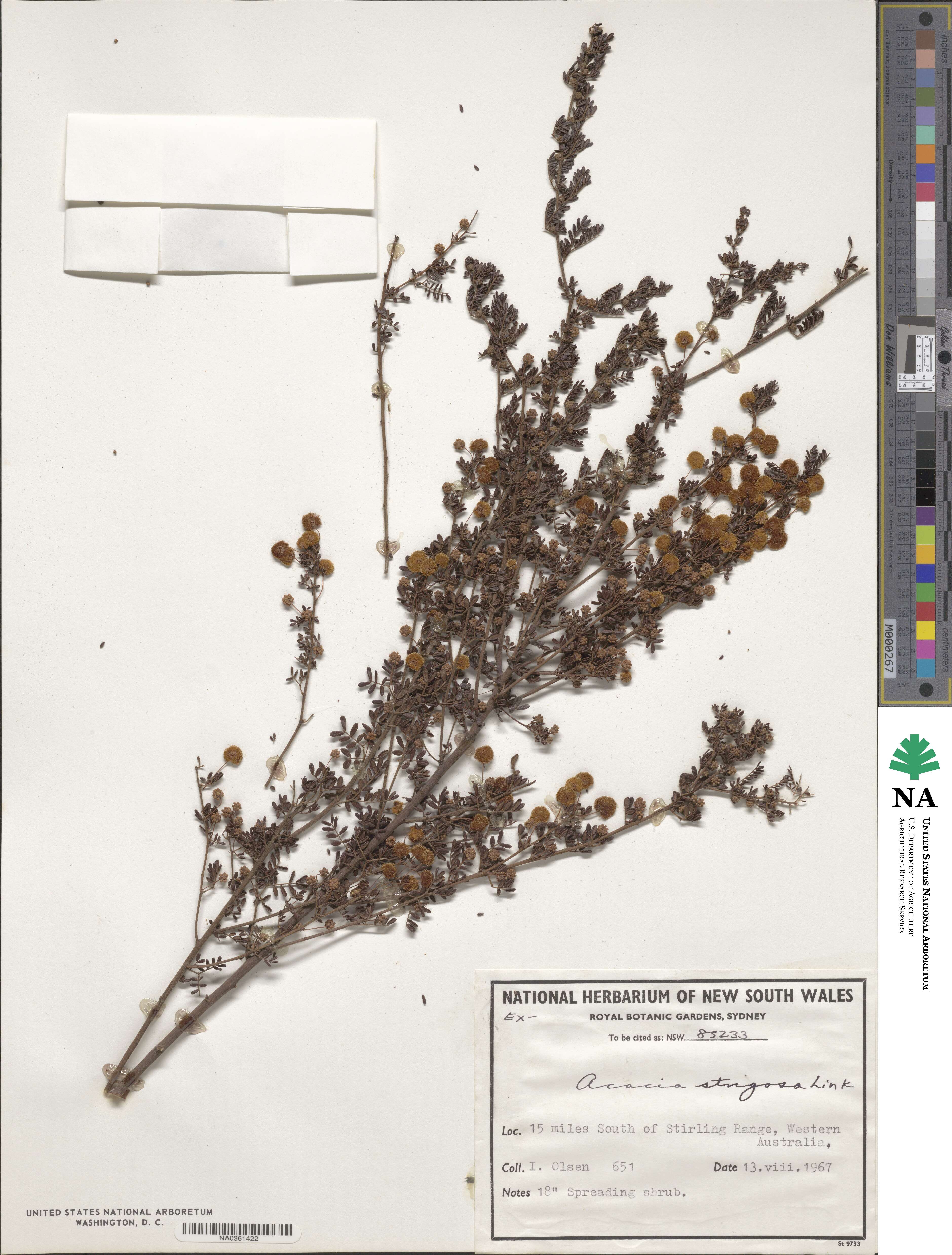 Acacia strigosa image