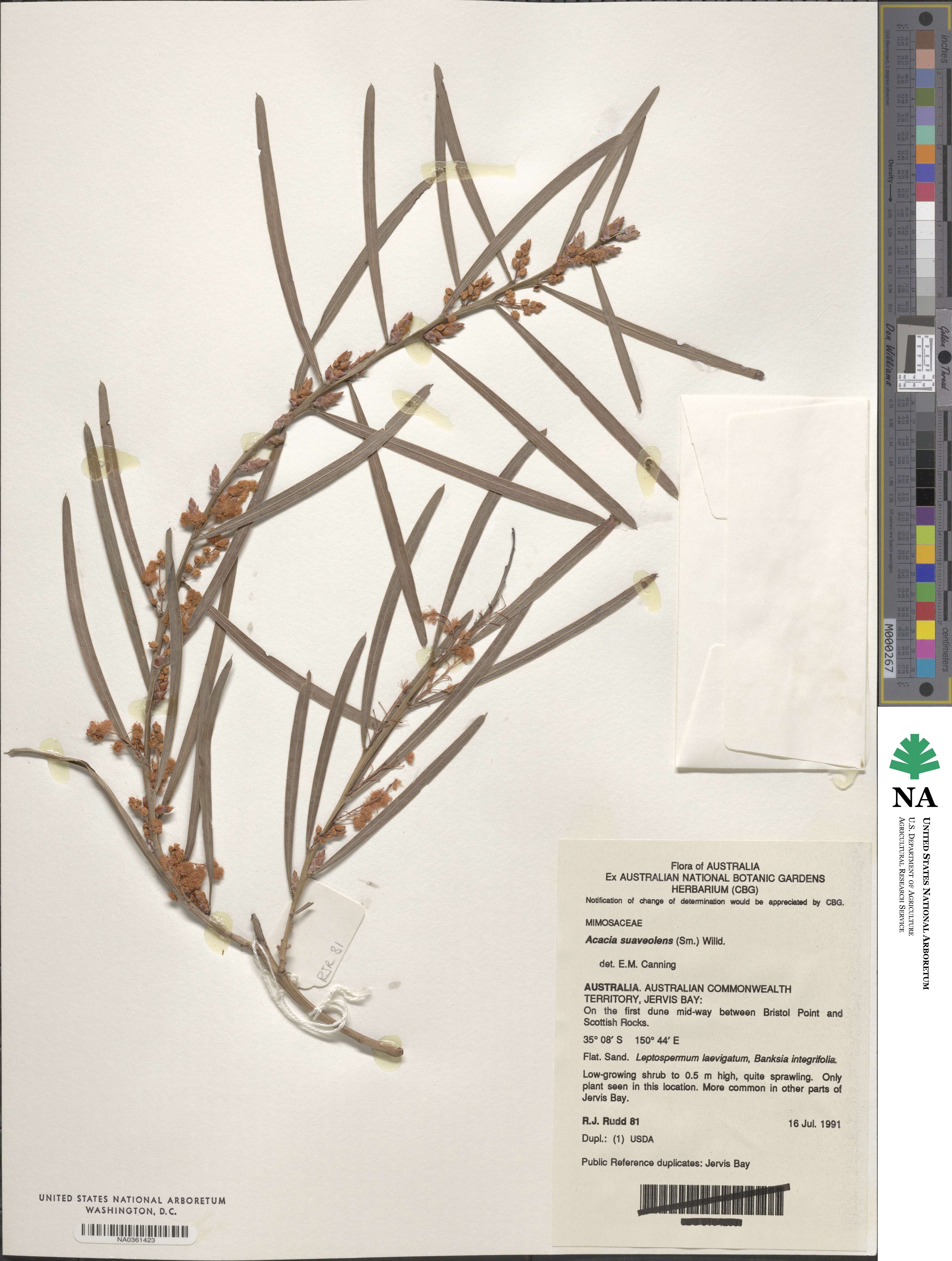 Acacia suaveolens image