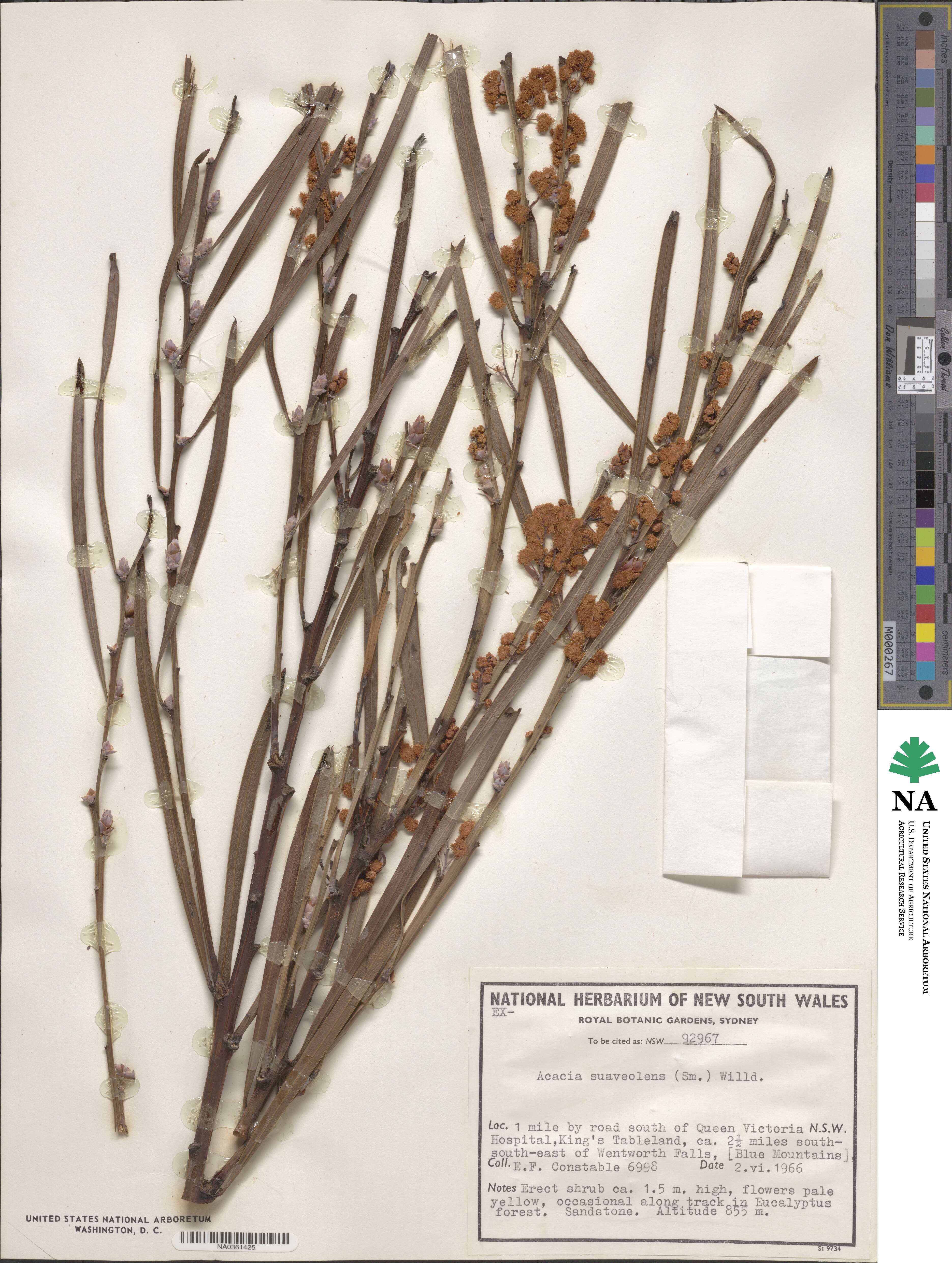 Acacia suaveolens image