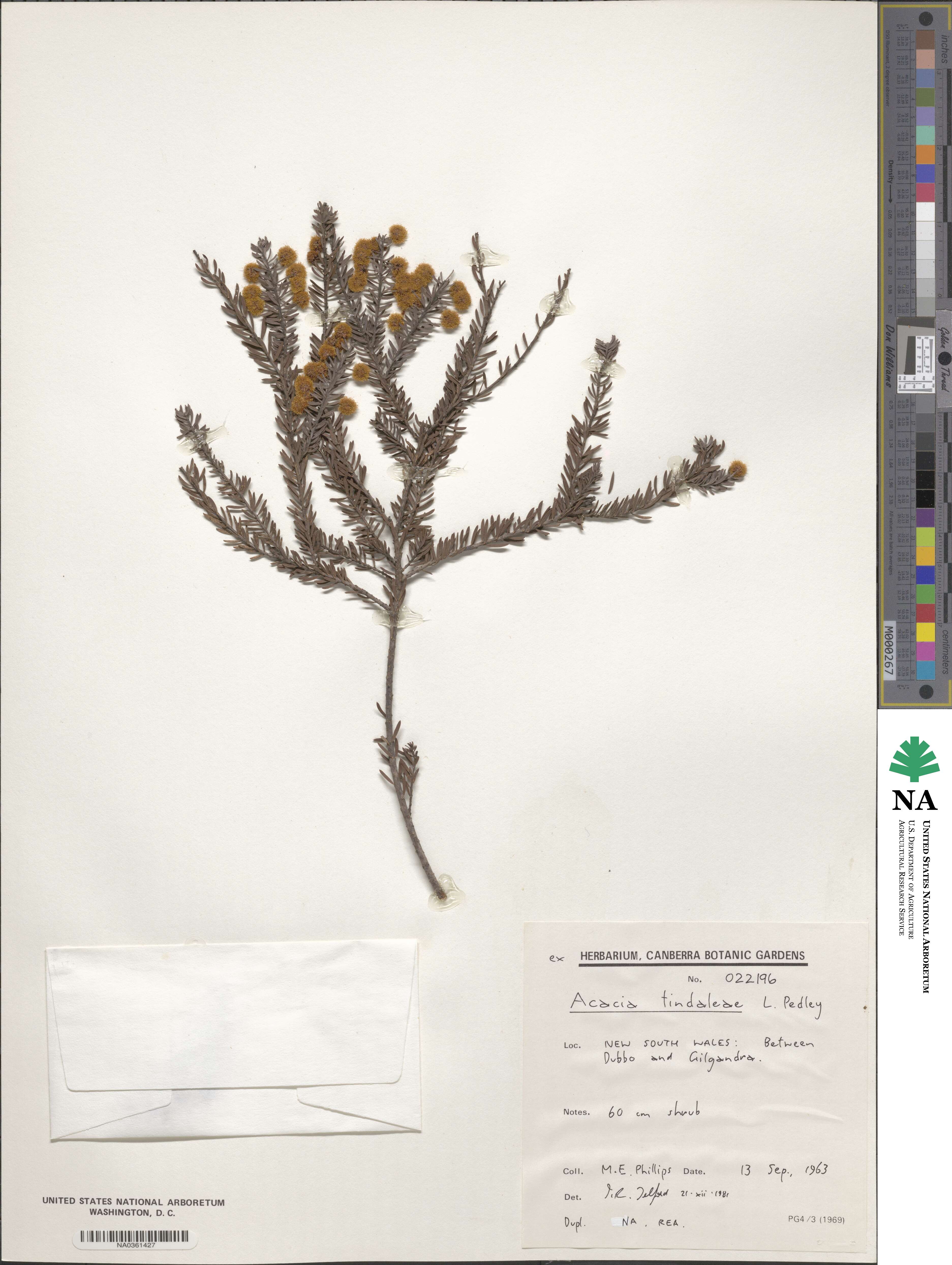 Acacia tindaleae image