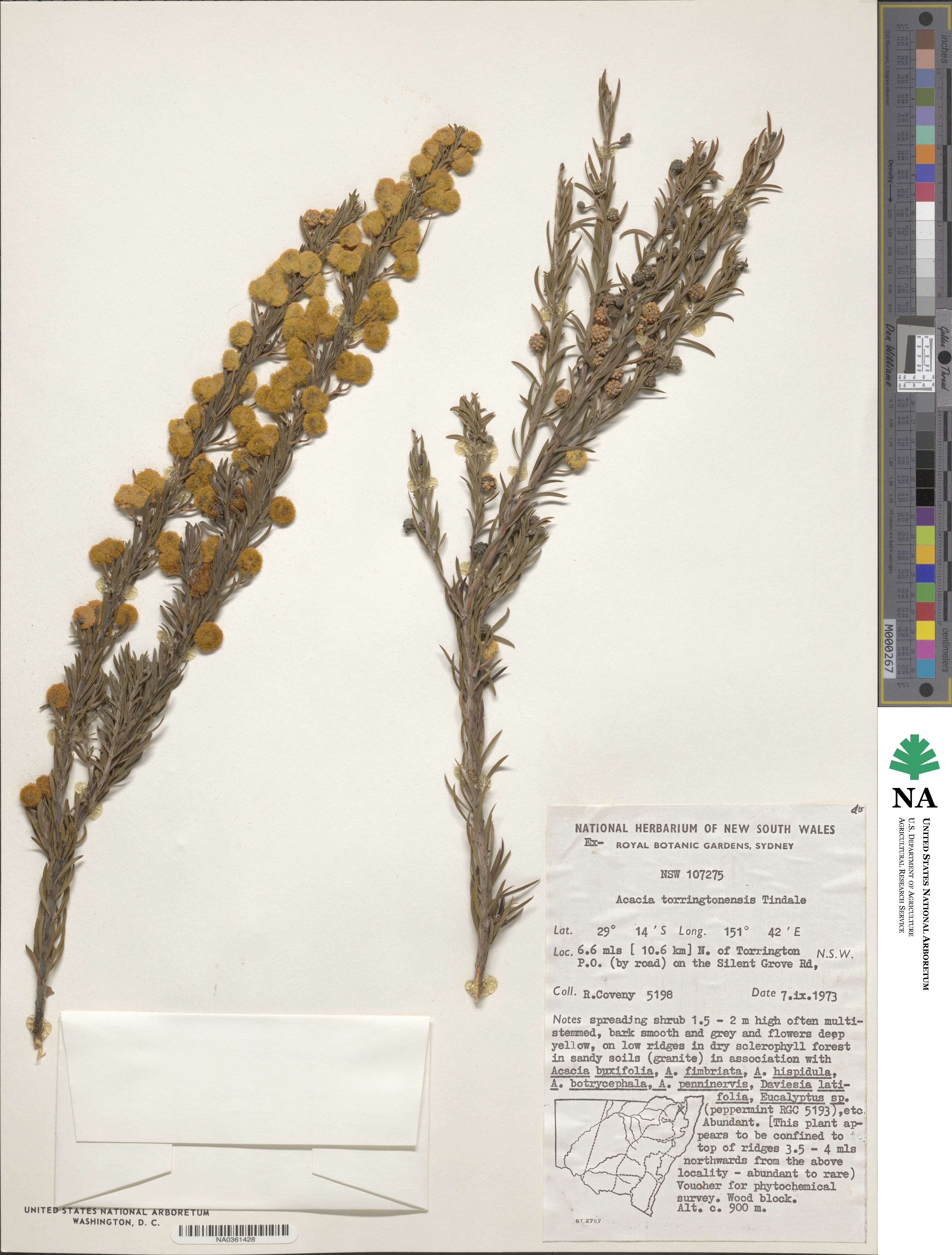 Acacia torringtonensis image