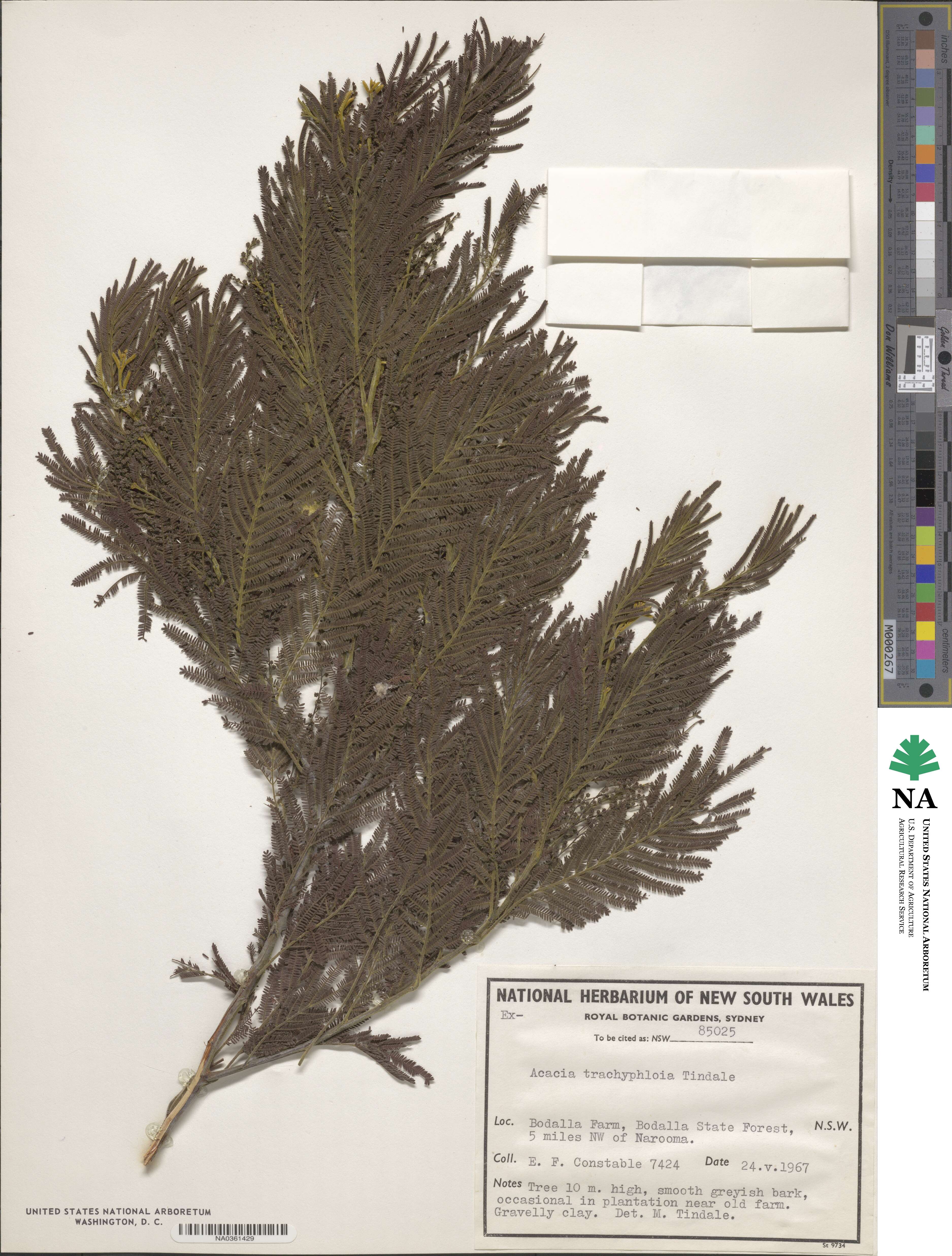 Acacia trachyphloia image