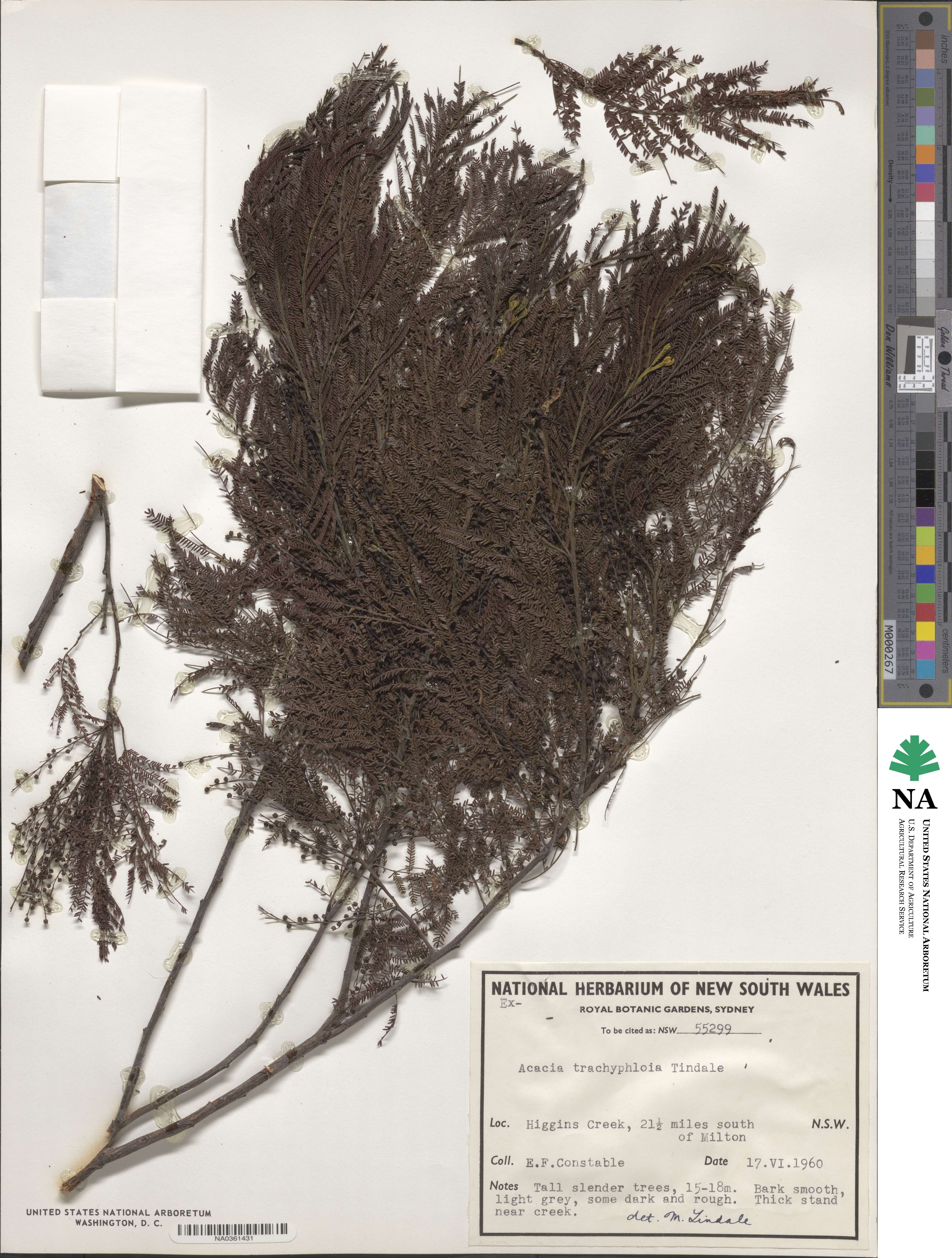 Acacia trachyphloia image