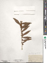 Acacia verniciflua image