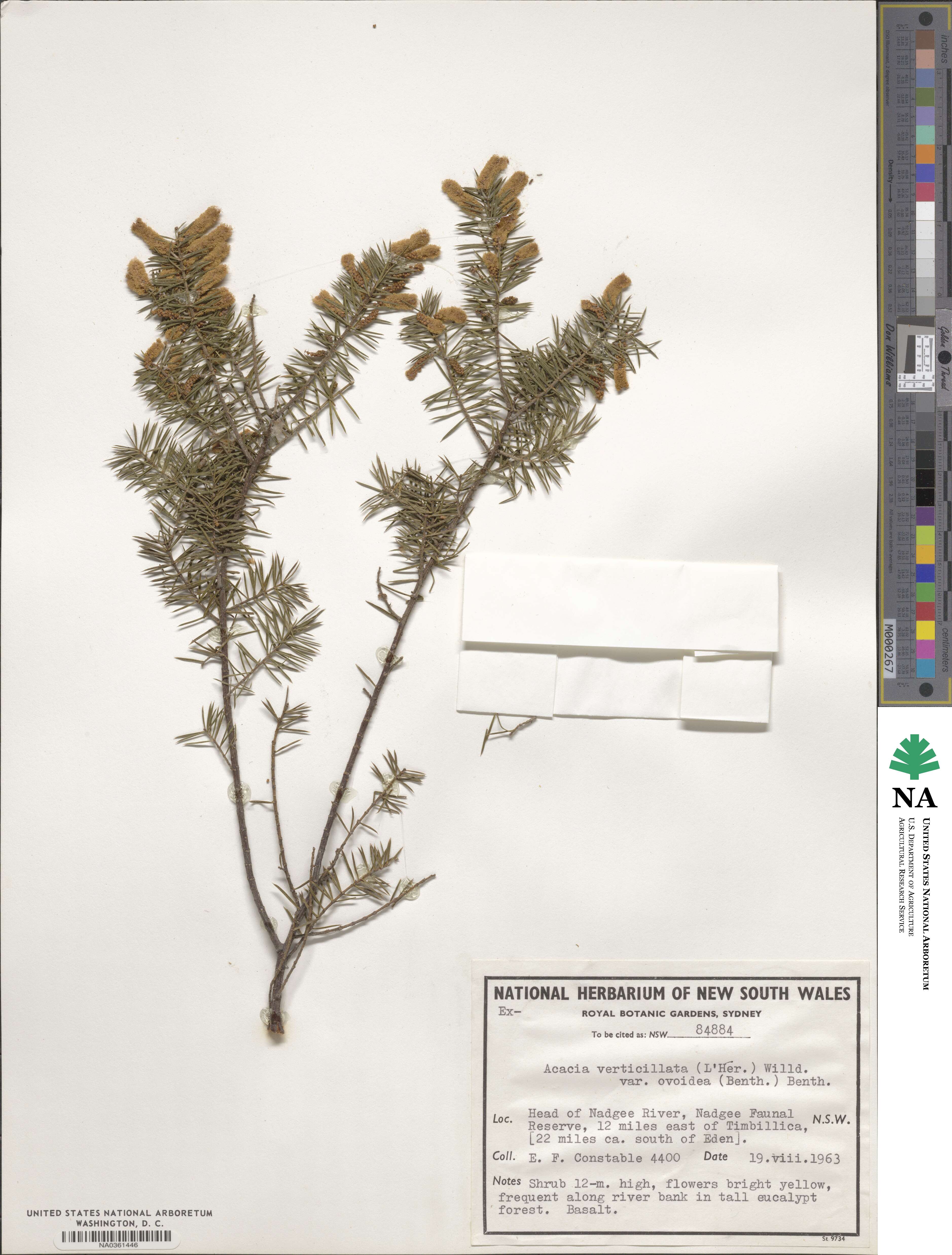 Acacia verticillata subsp. ovoidea image