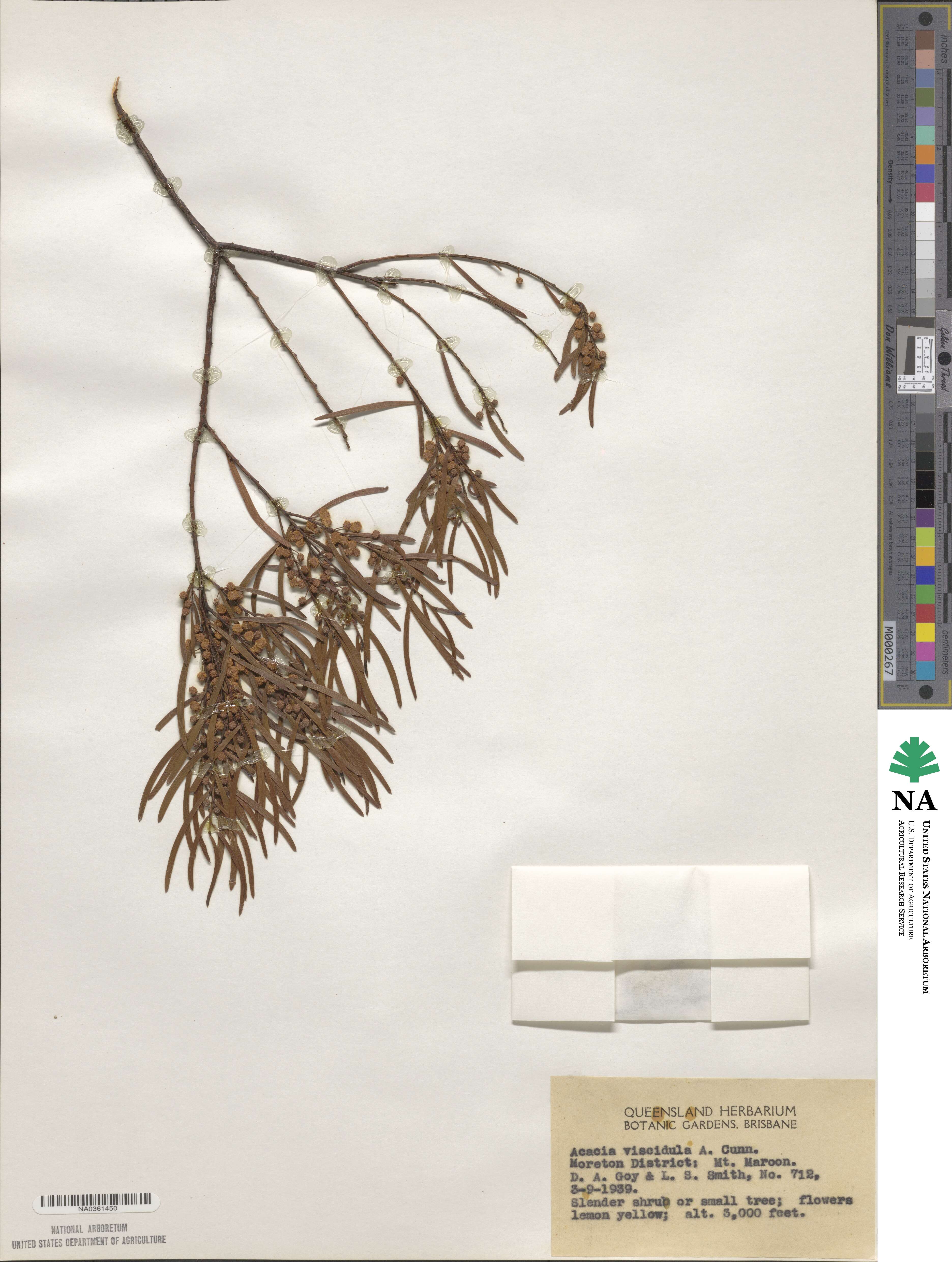 Acacia viscidula image