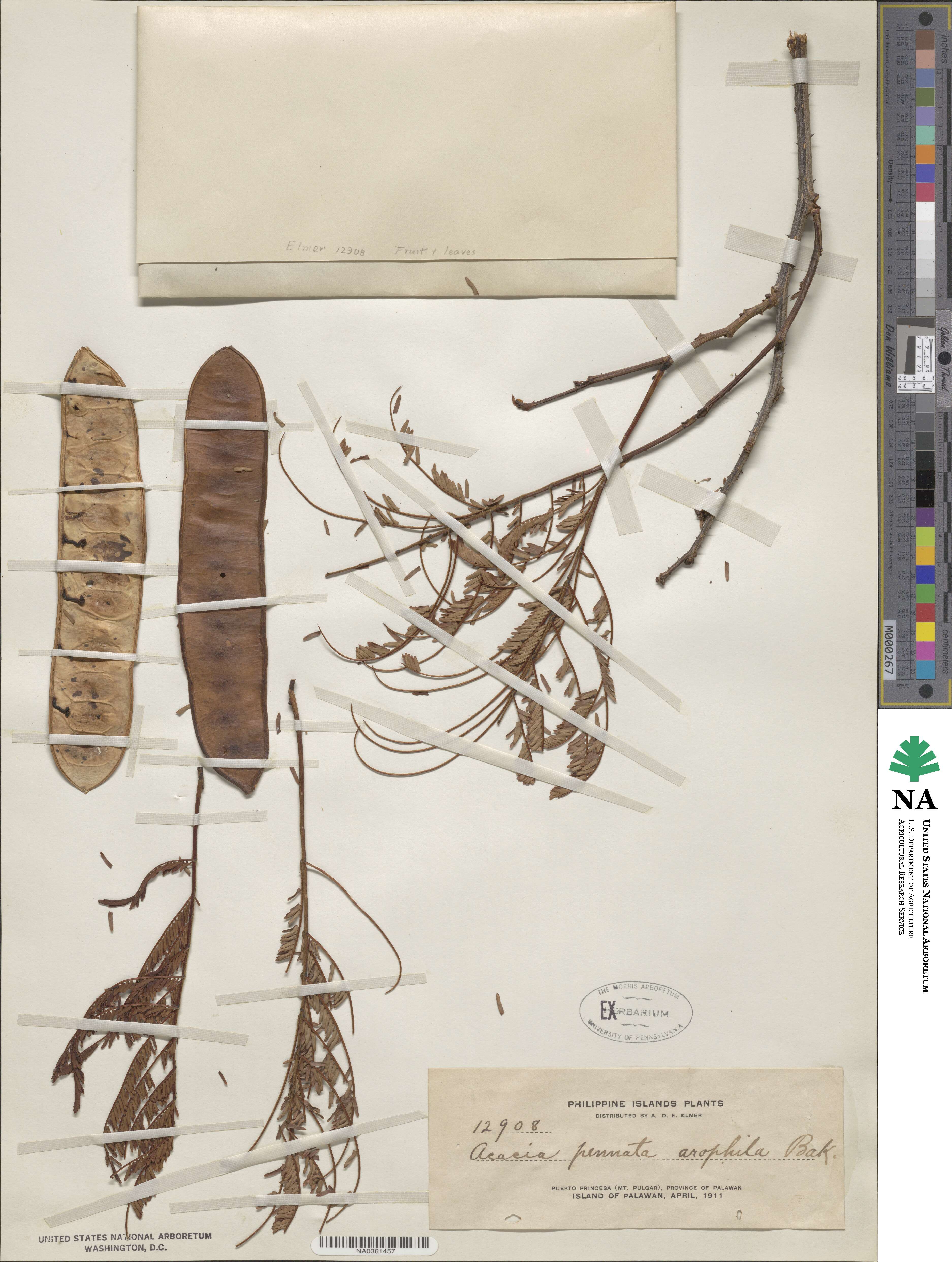 Acacia pennata var. arrophula image