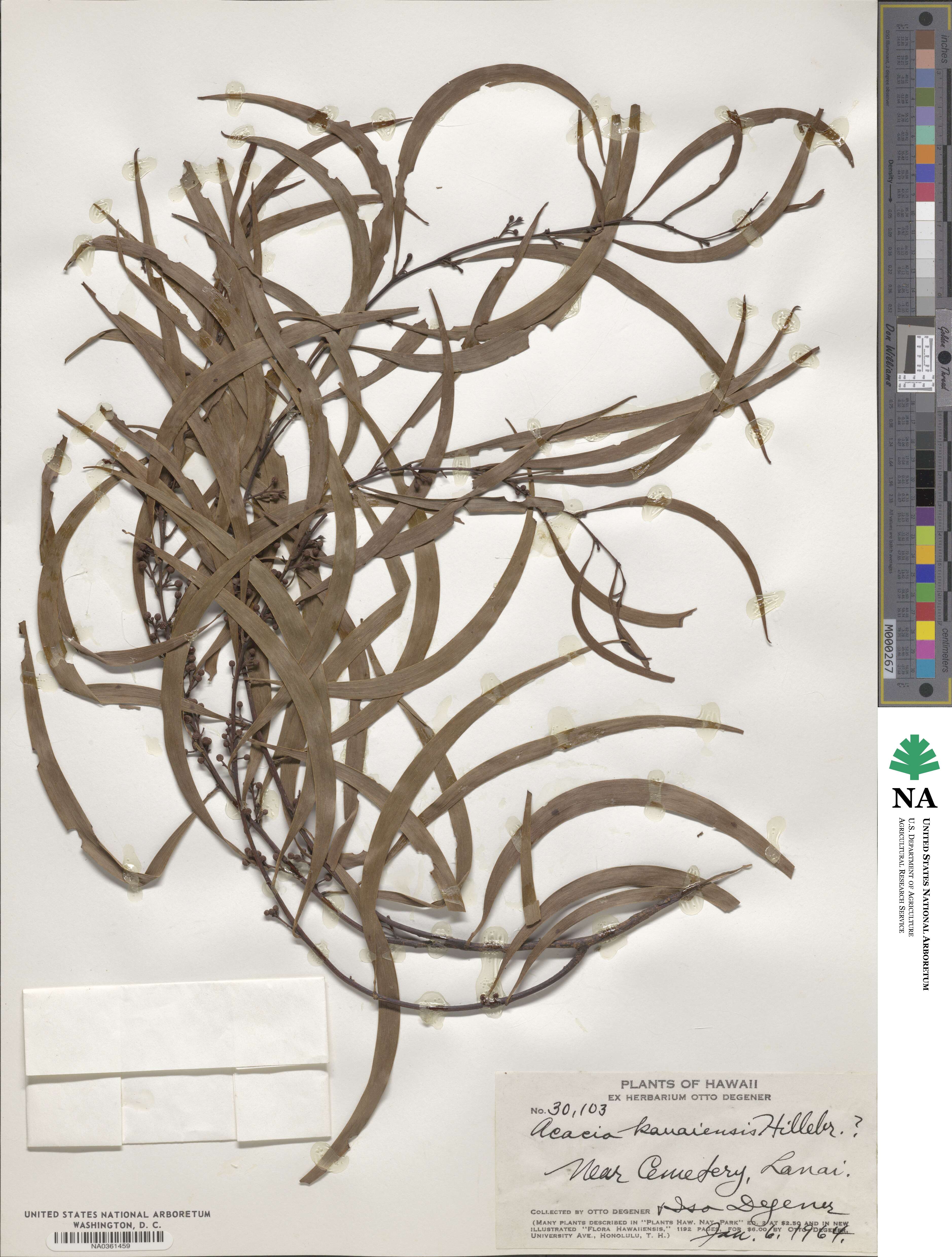 Senegalia hainanensis image