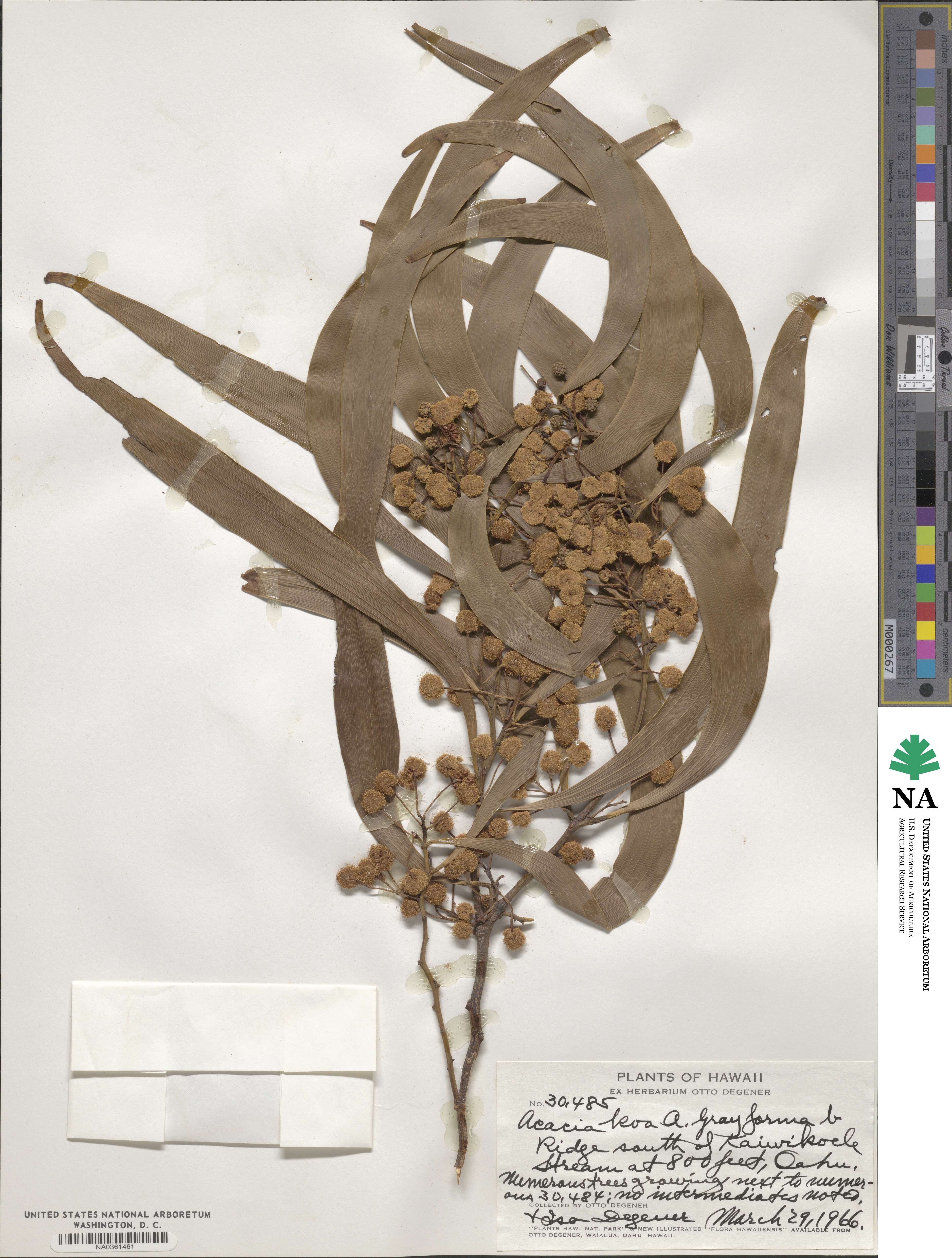 Acacia koa image