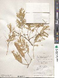 Acacia abyssinica image