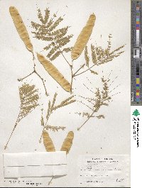 Acacia abyssinica image