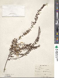 Acacia acinacea image