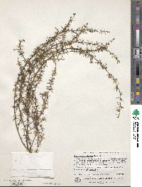 Image of Acacia aculeatissima