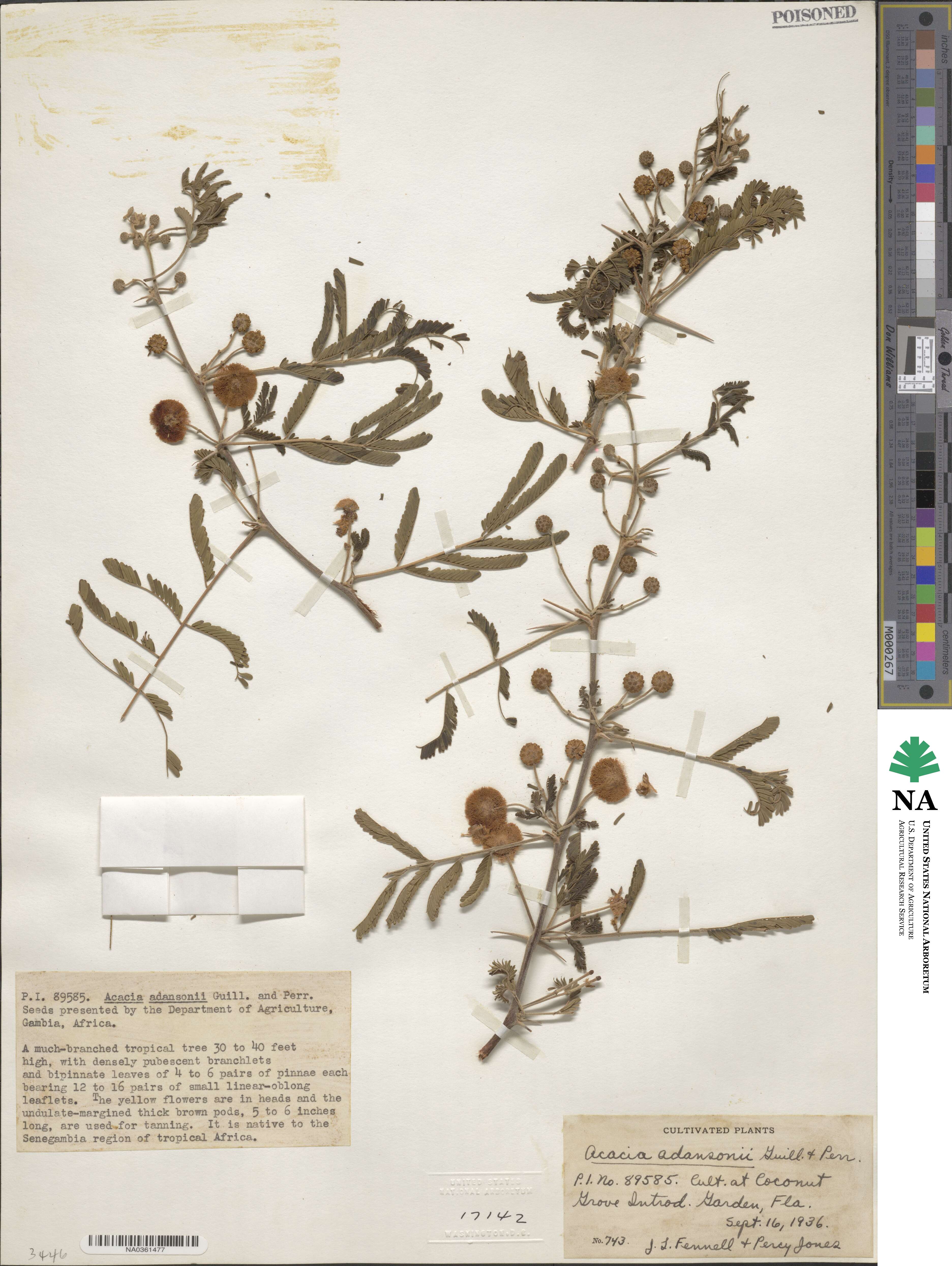Vachellia nilotica subsp. adstringens image
