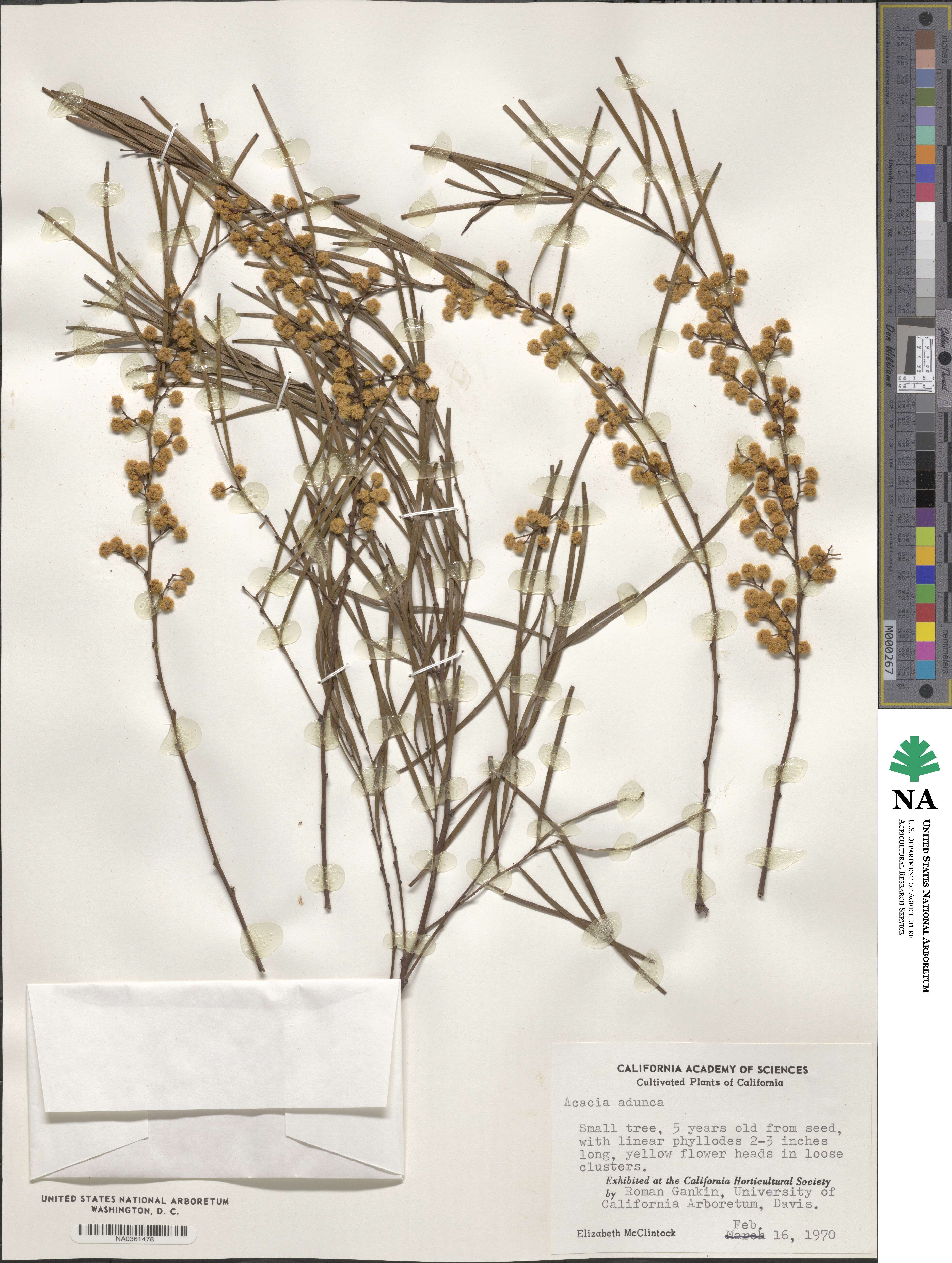 Acacia adunca image