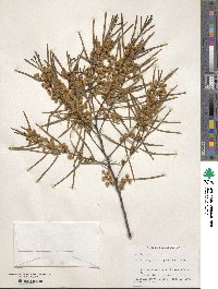 Acacia adunca image