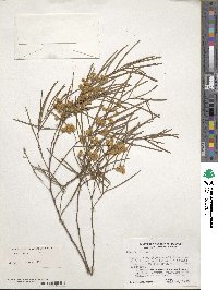 Acacia adunca image