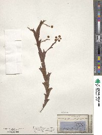 Acacia alata image