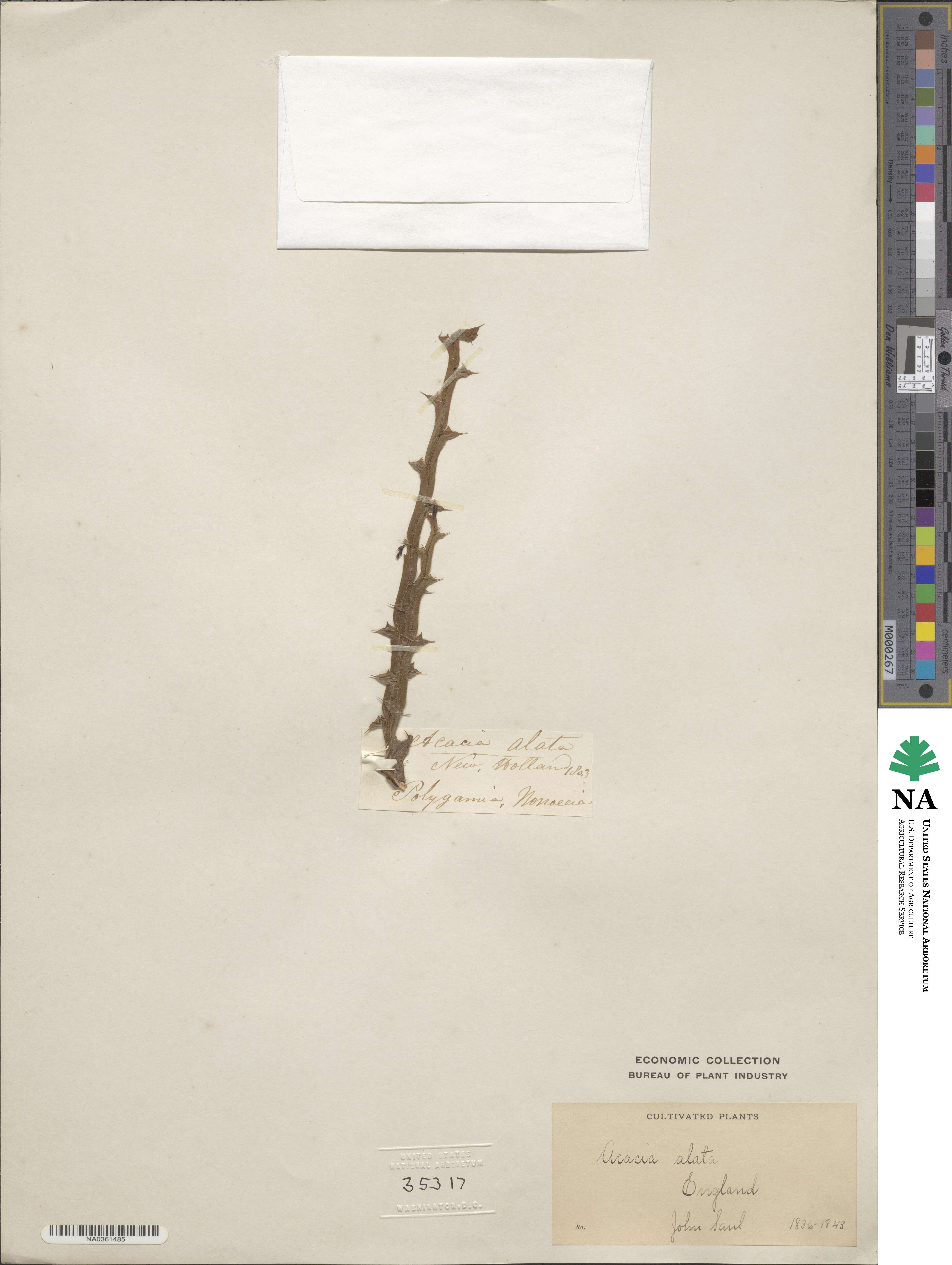 Acacia alata image