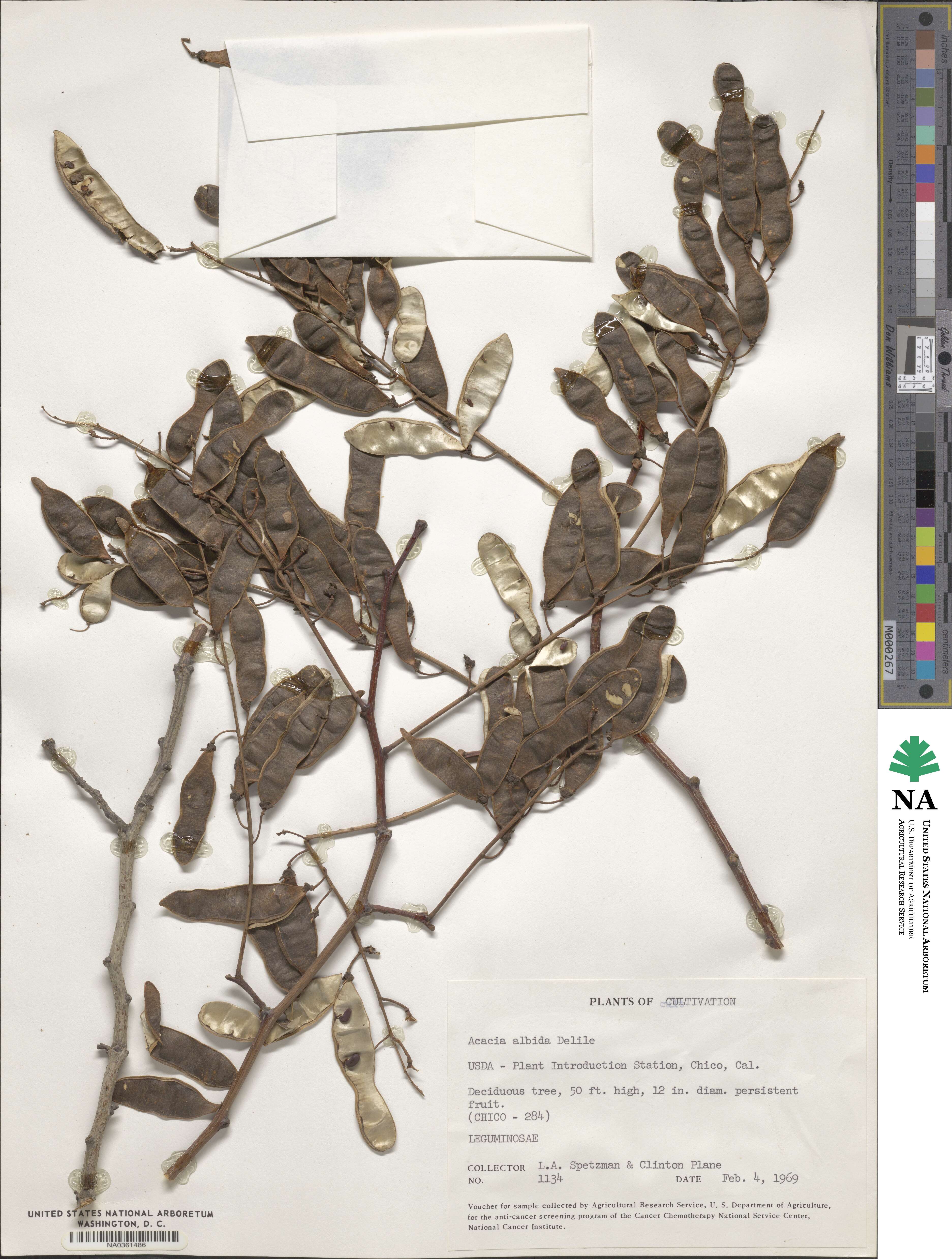 Acacia albida image