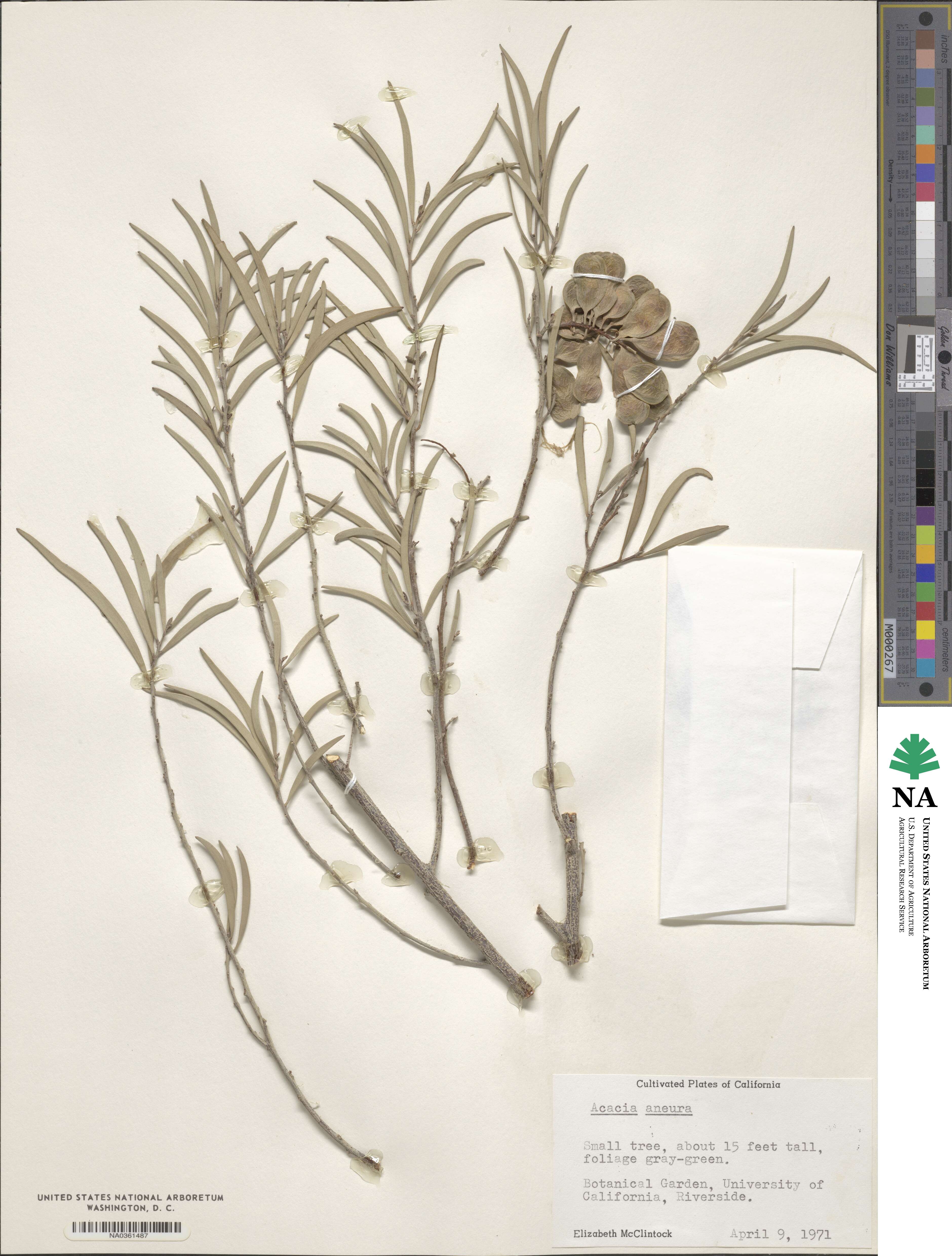 Acacia aneura image