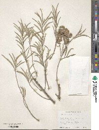 Acacia aneura image